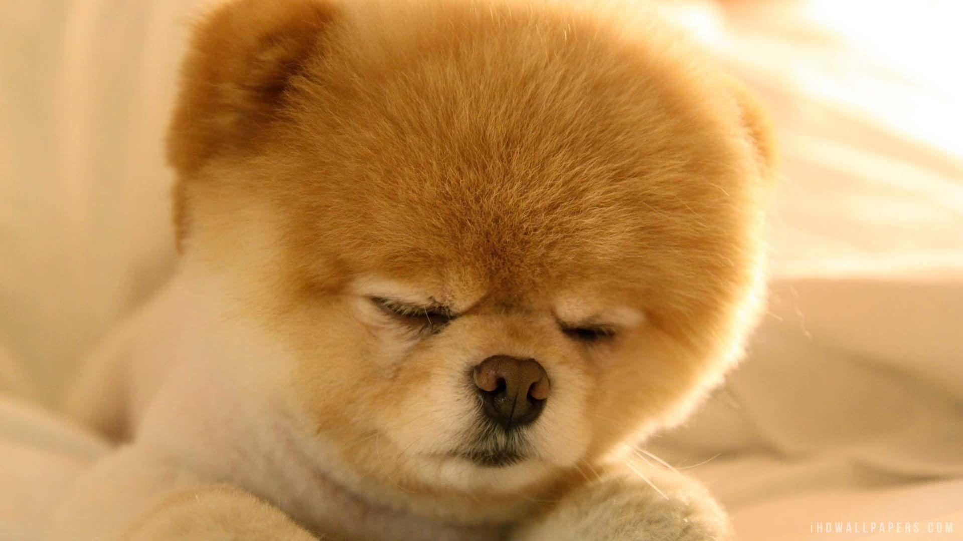 1920x1080 pomeranian, Dog, Dogs Wallpaper HD / Desktop and Mobile Background