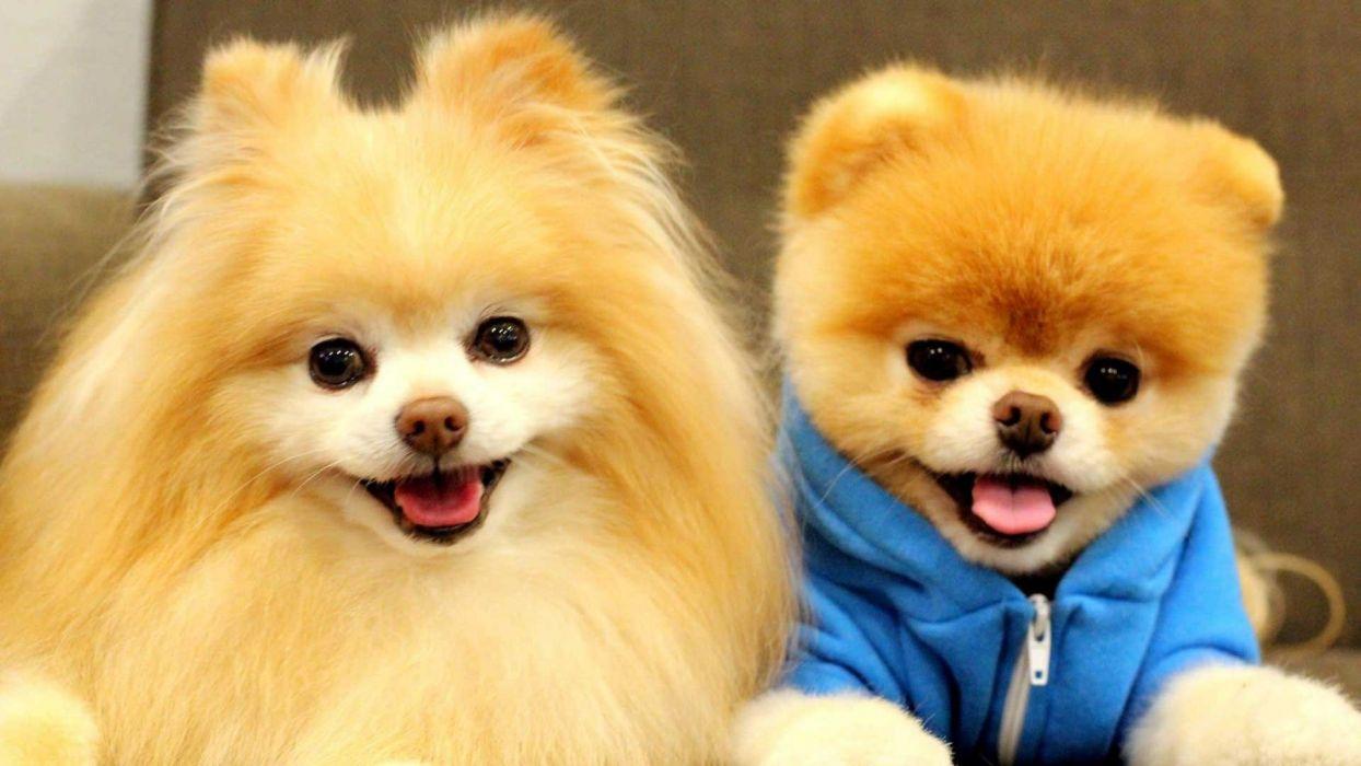 1244x700 POMERANIAN dog dogs wallpaperx1080