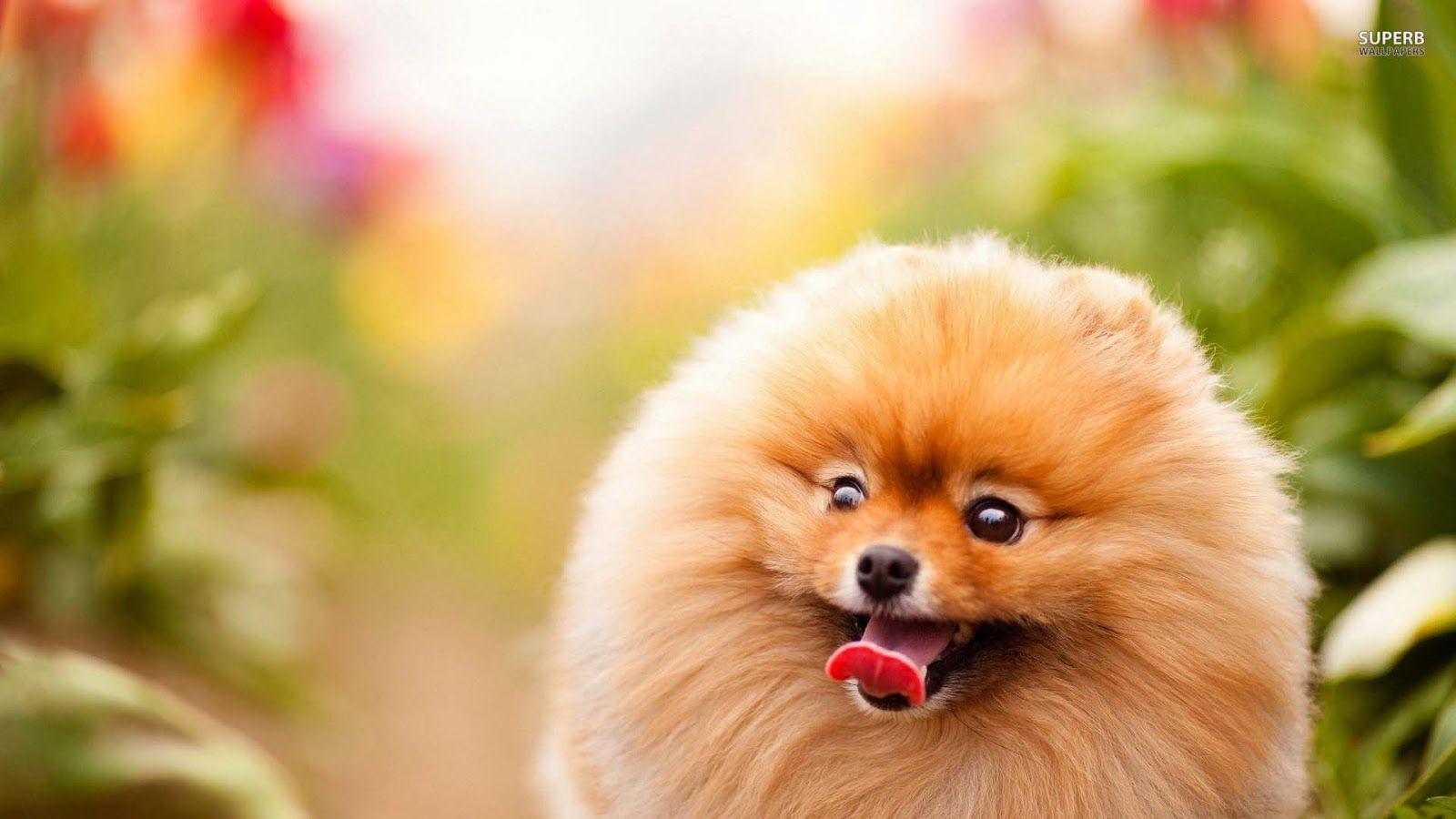1600x900 Free download puppies wallpaper pomeranian wallpaper cute pomeranian wallpaper [1600x900] for your Desktop, Mobile & Tablet. Explore Pomeranian Dog Wallpaper to Download. Wallpaper for Desktop Free Download, Free Yorkie