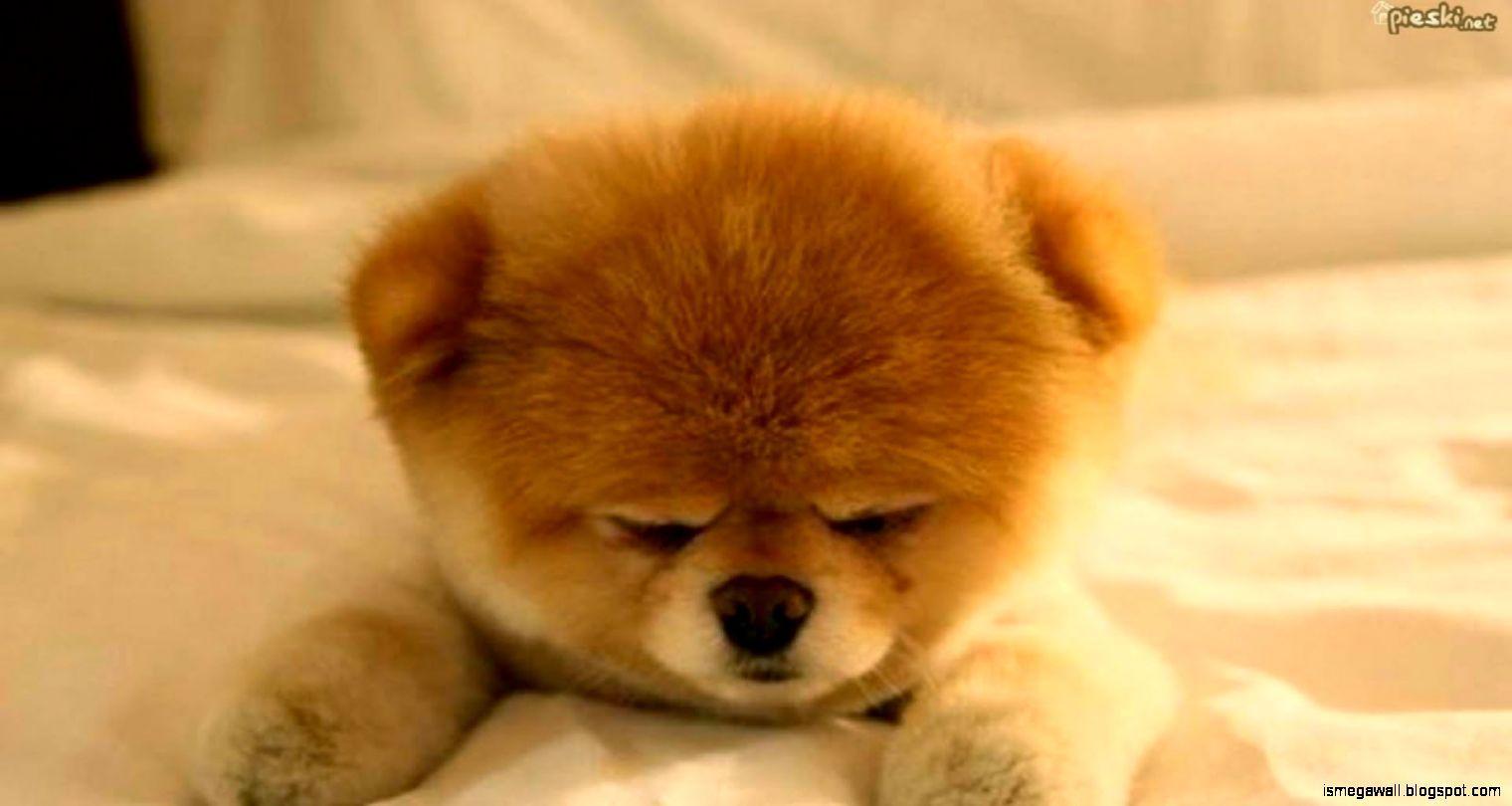 1520x810 Pomeranian Puppy Picture