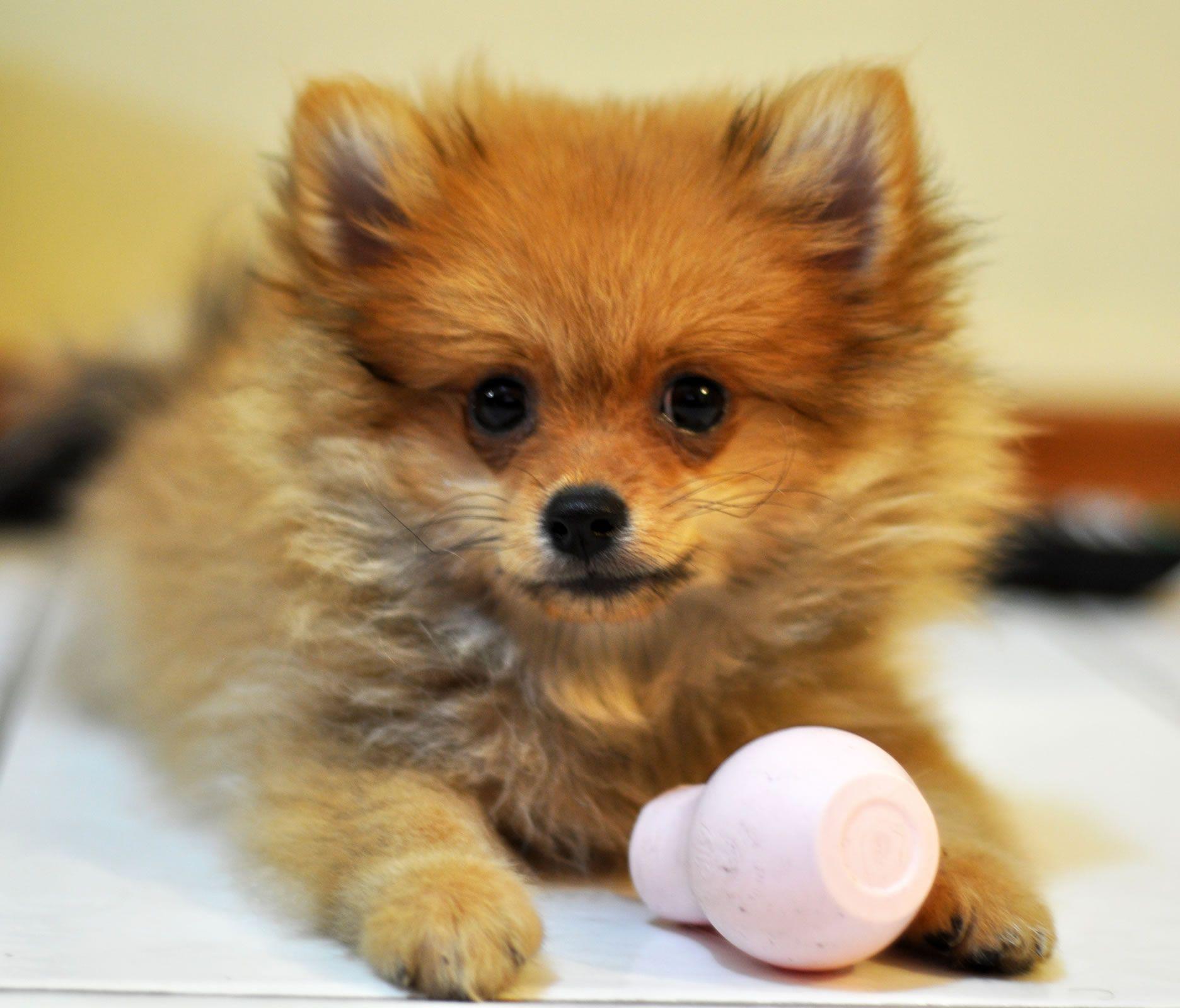 1872x1600 Pomeranian puppy wallpaper Doggy Rocks