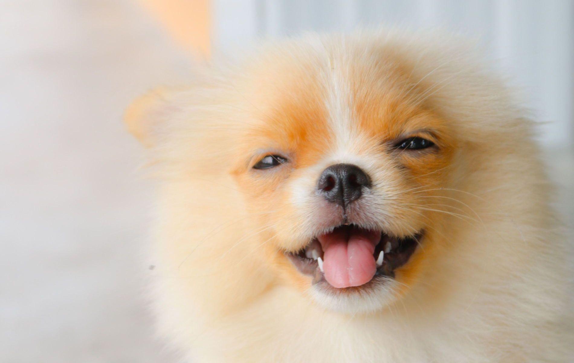 1900x1200 Pomeranian Puppies Image