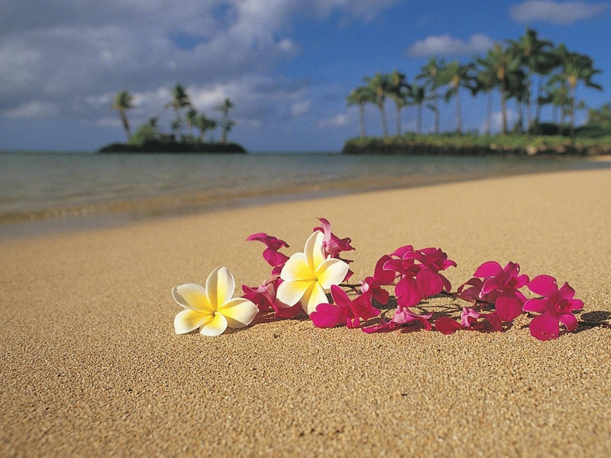 2500x1875 List of Synonyms and Antonyms of the Word: hawaiian flowers