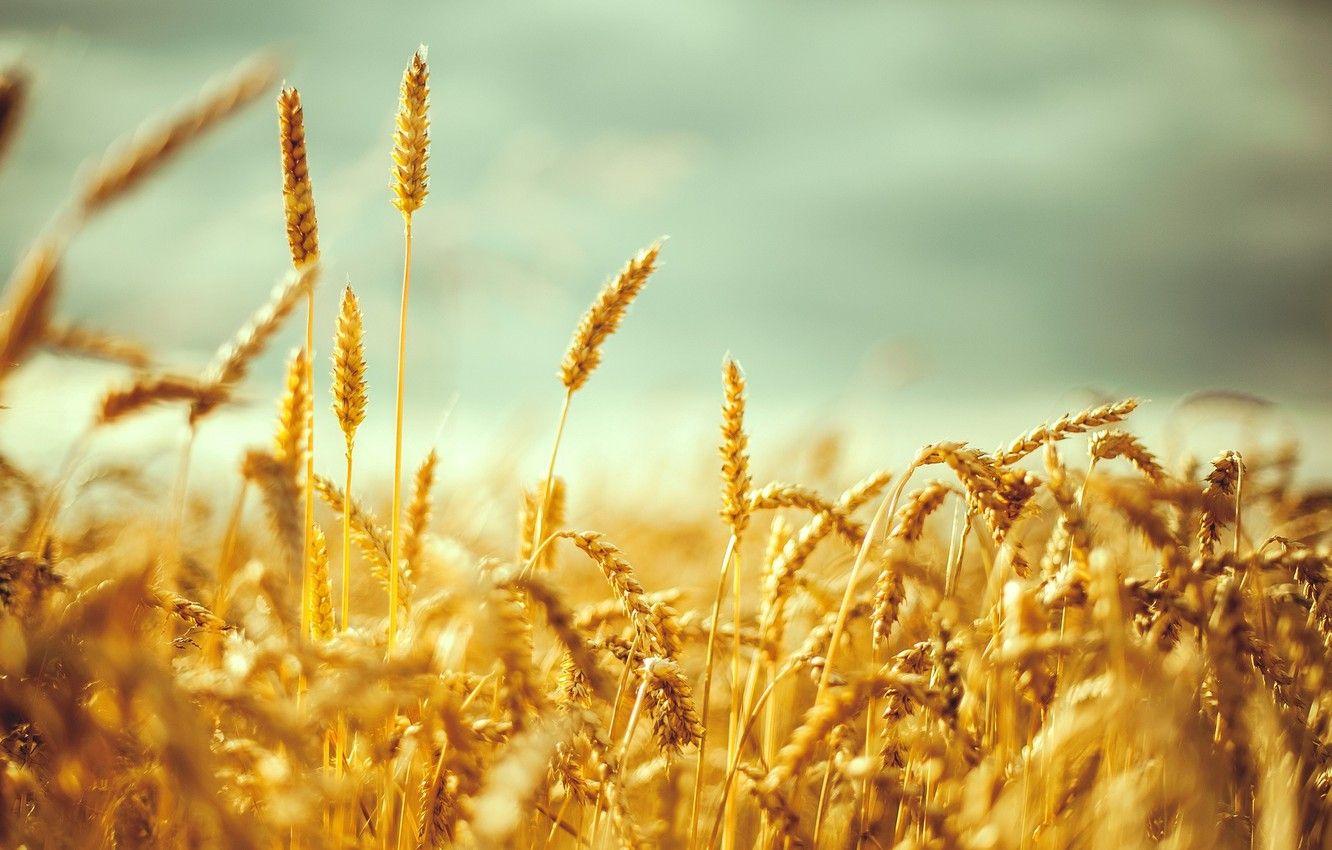 1332x850 Wallpaper wheat, field, macro, background, widescreen, Wallpaper, rye, spikelets, wallpaper, ears, widescreen, background, spike, full screen, HD wallpaper, widescreen image for desktop, section макро