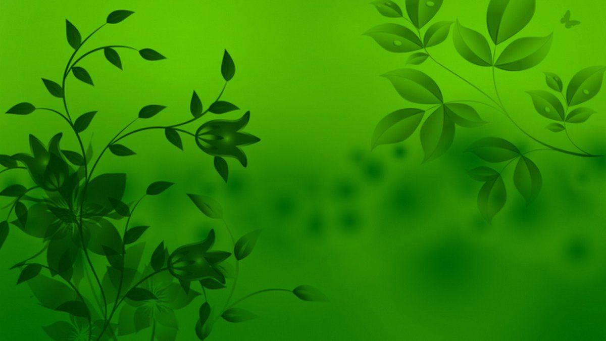 Green Colour Wallpapers - Top Free Green Colour Backgrounds