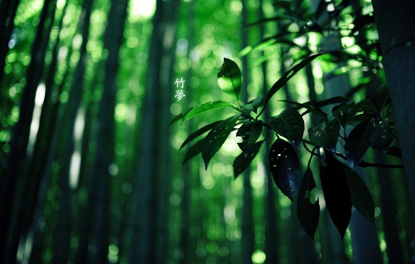 1332x850 Wallpaper forest, bamboo, characters, green colour image for desktop, section природа