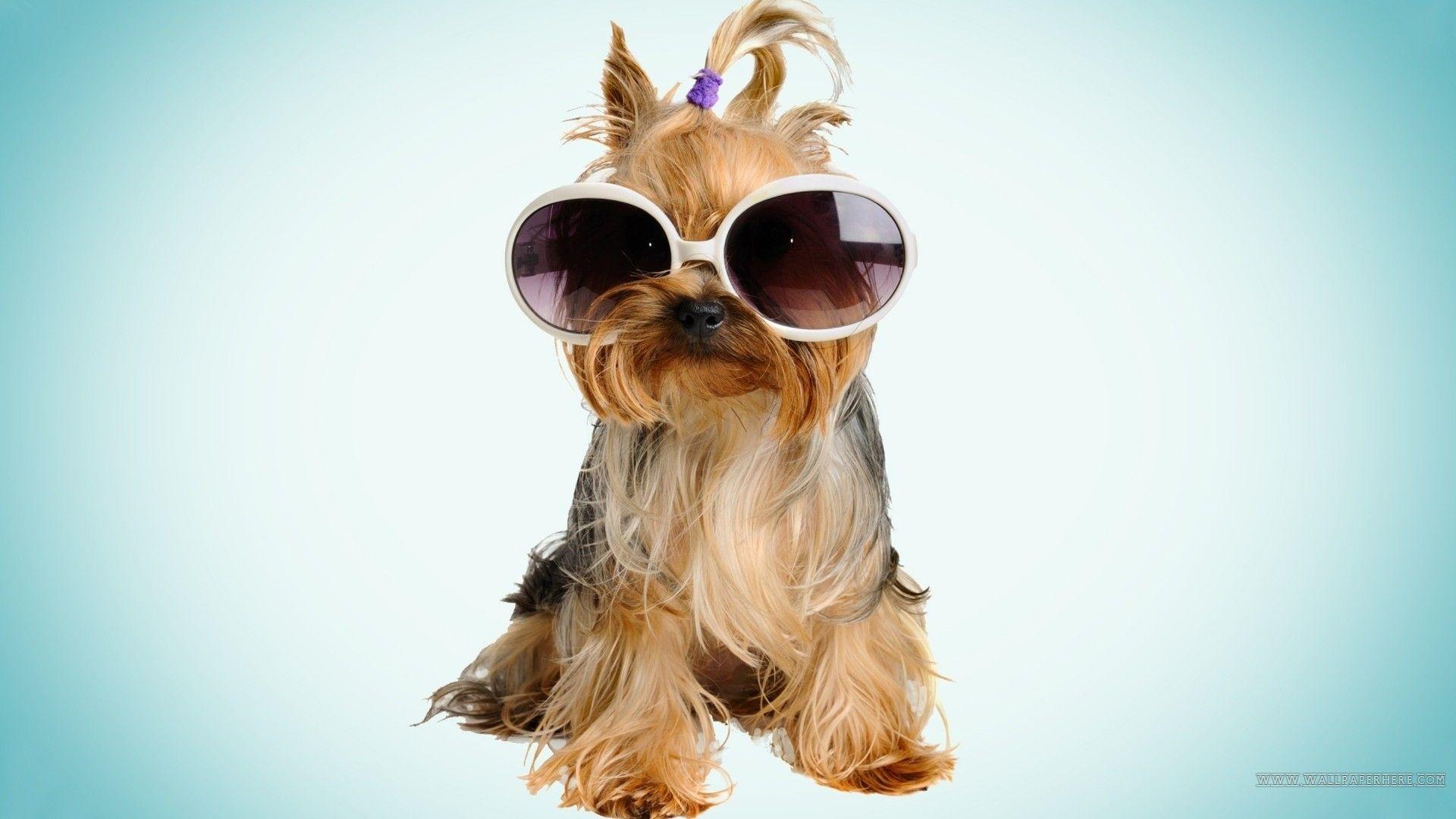 1920x1080 Dog: Cool Style Funny Dog Sunglasses Dogs Wallpaper Tải xuống HD HD