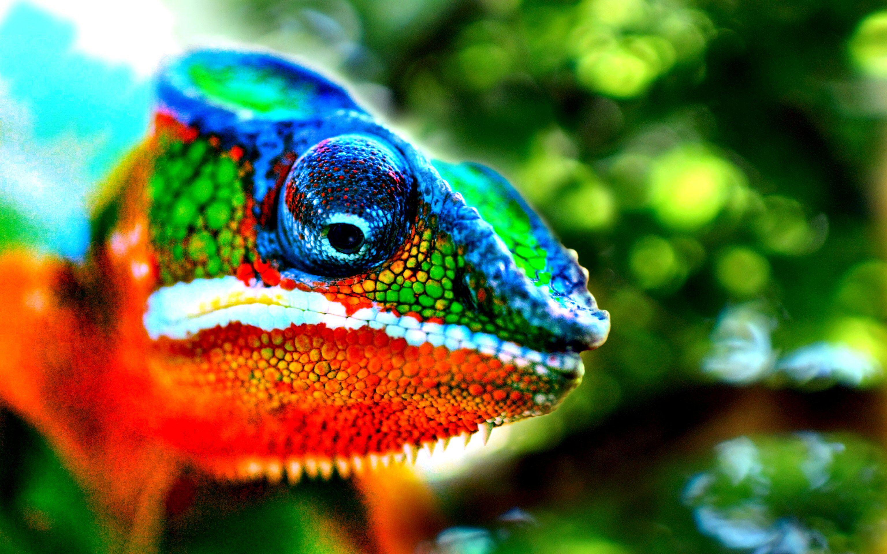 3072x1920 Nice Chameleon Wallpaper Live Wallpaper HD