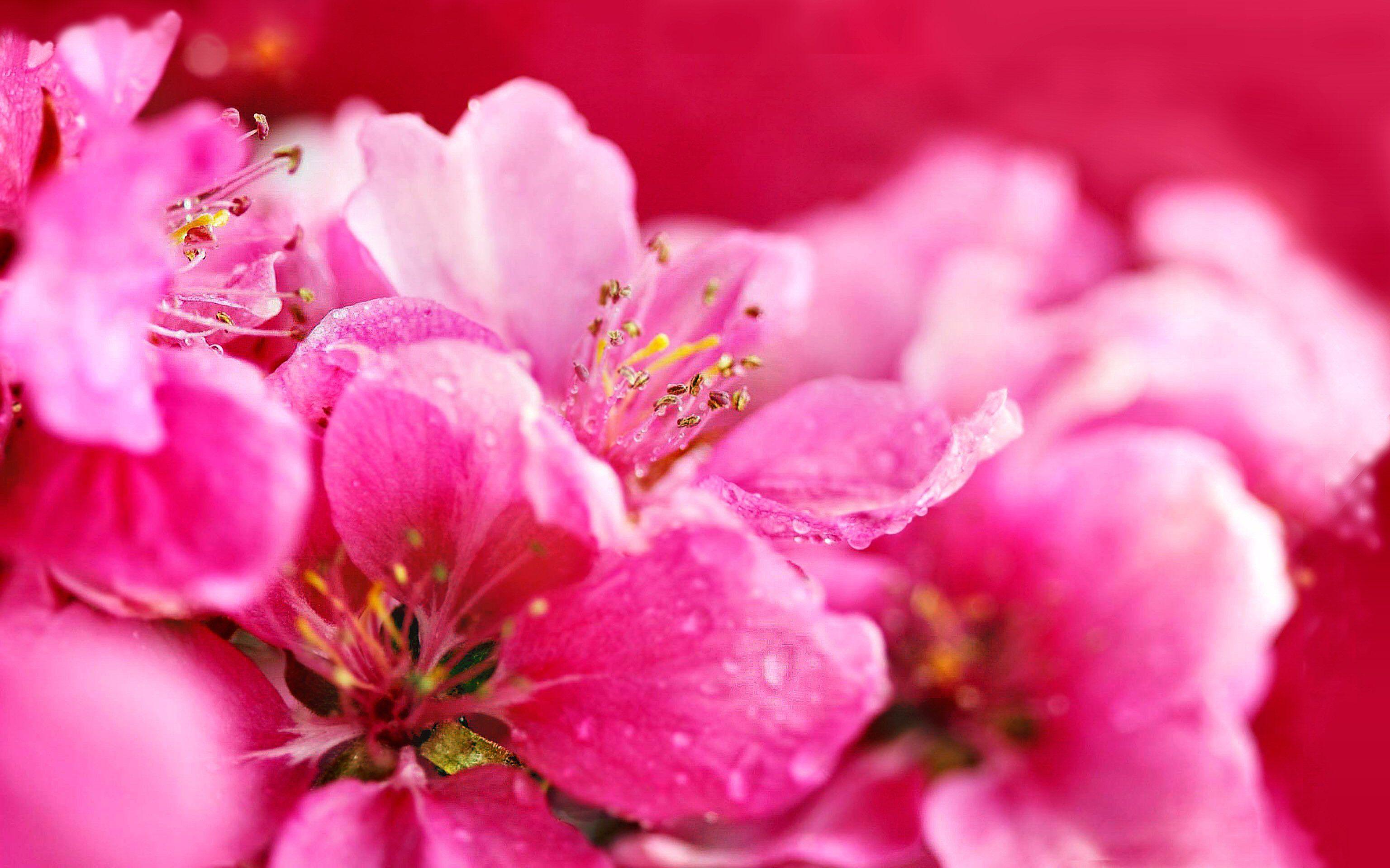 3072x1920 Hot Pink Flower Wallpaper 16 - [3072x1920]