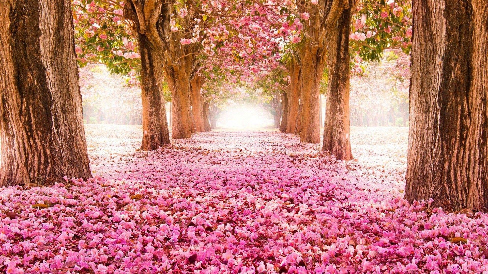 1920x1080 PC Wallpaper Spring Cute Wallpaper