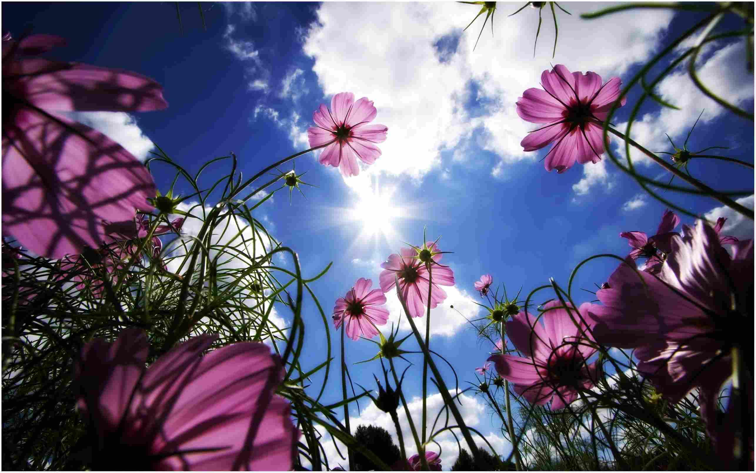 Spring PC Wallpapers - Top Free Spring PC Backgrounds - WallpaperAccess