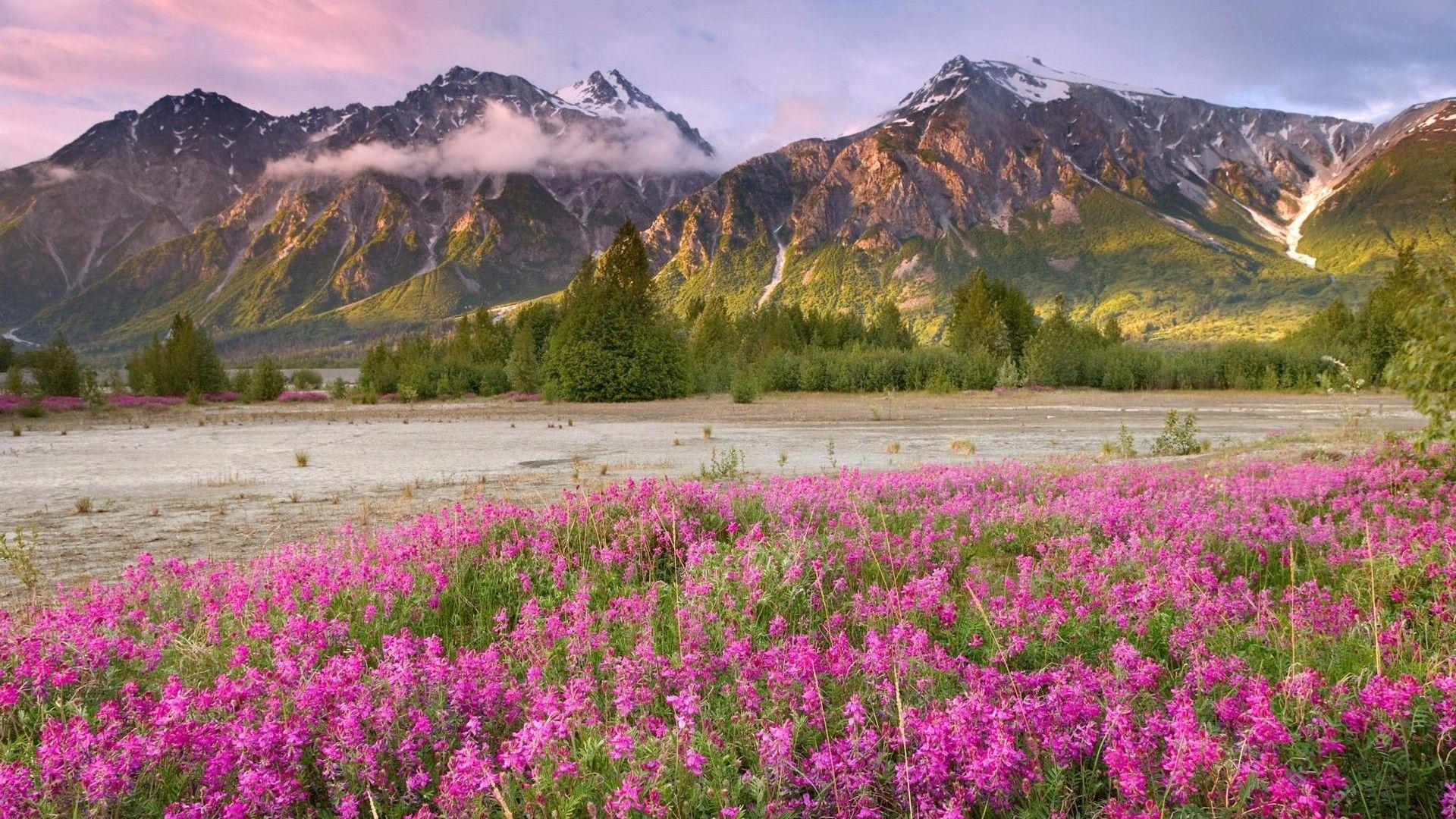 1920x1080 PC Wallpaper Spring Nature Cute Wallpaper