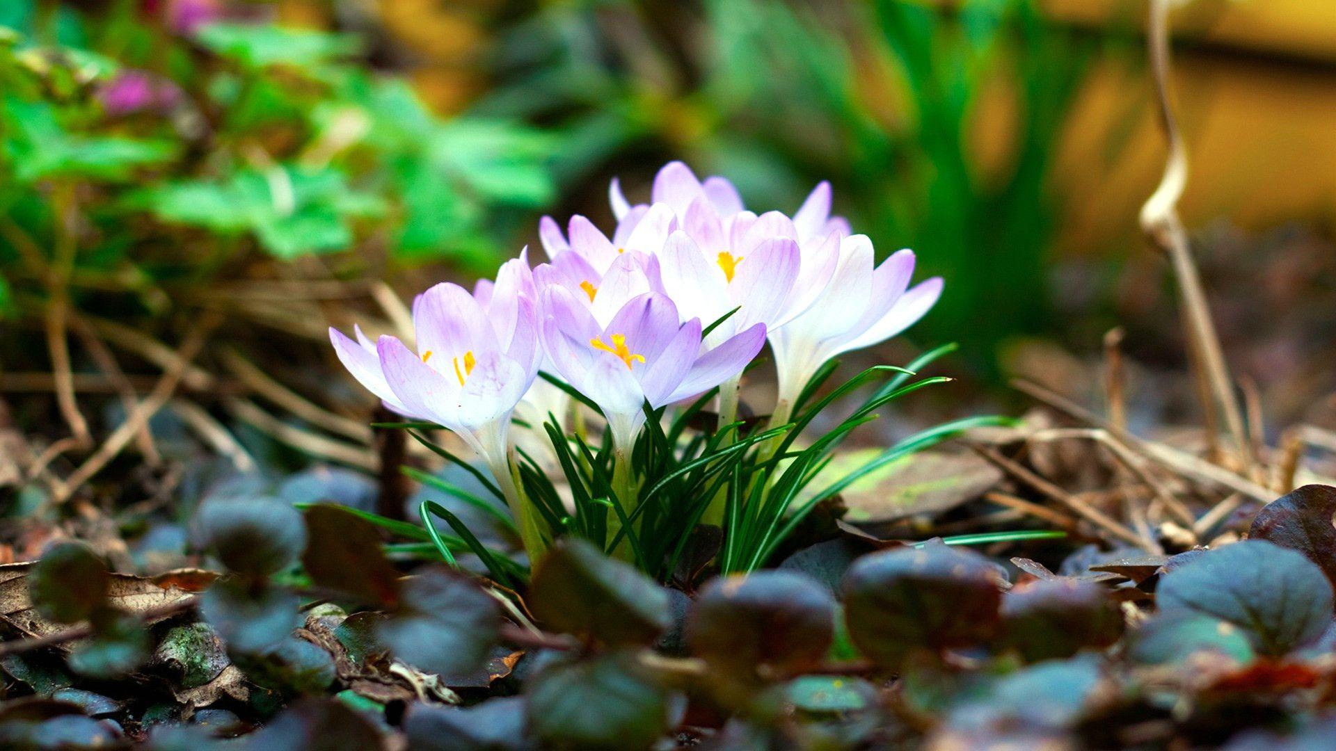 1920x1080 Hd Spring Wallpaper For Desktop