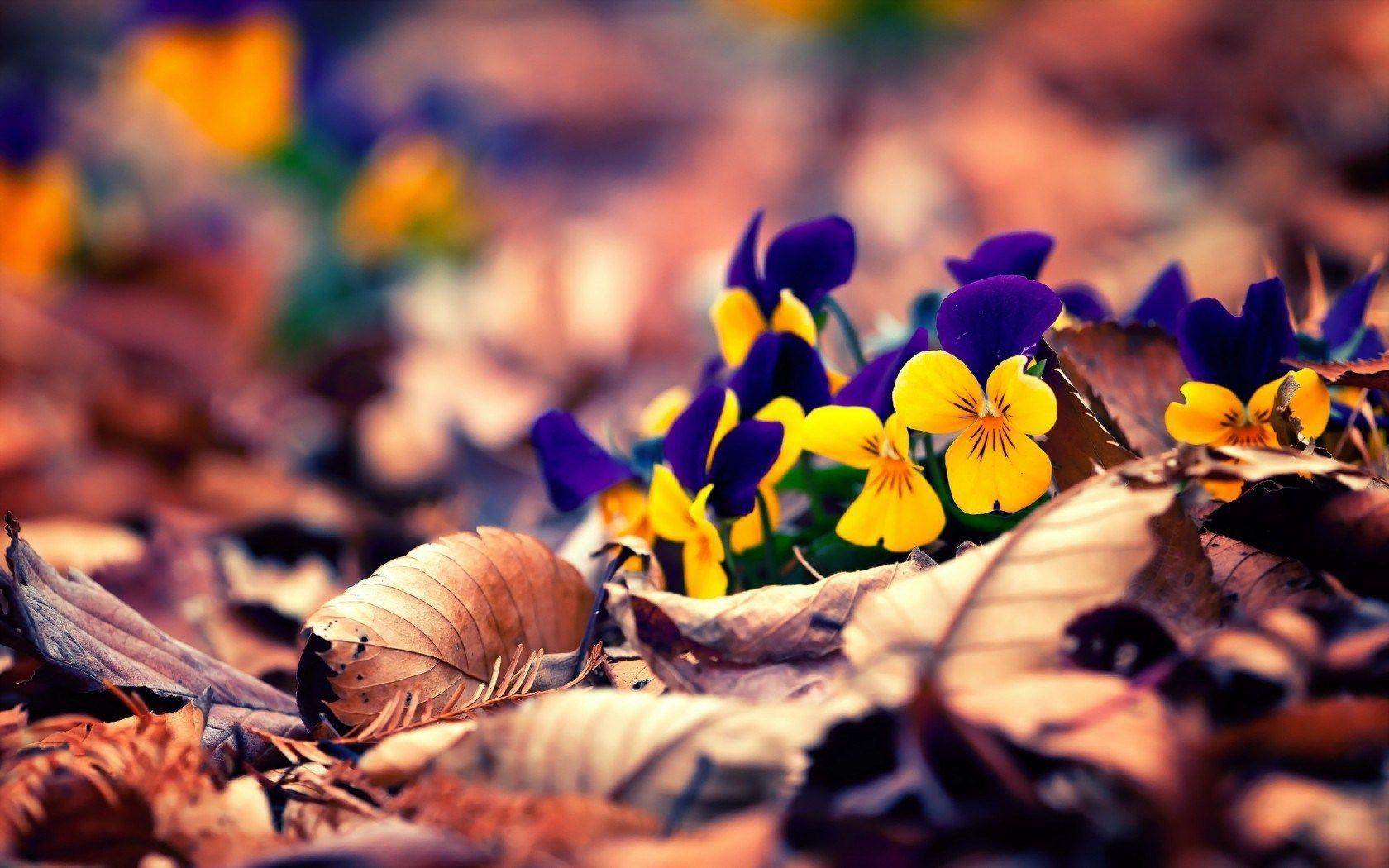1680x1050 Spring Nature Wallpaper
