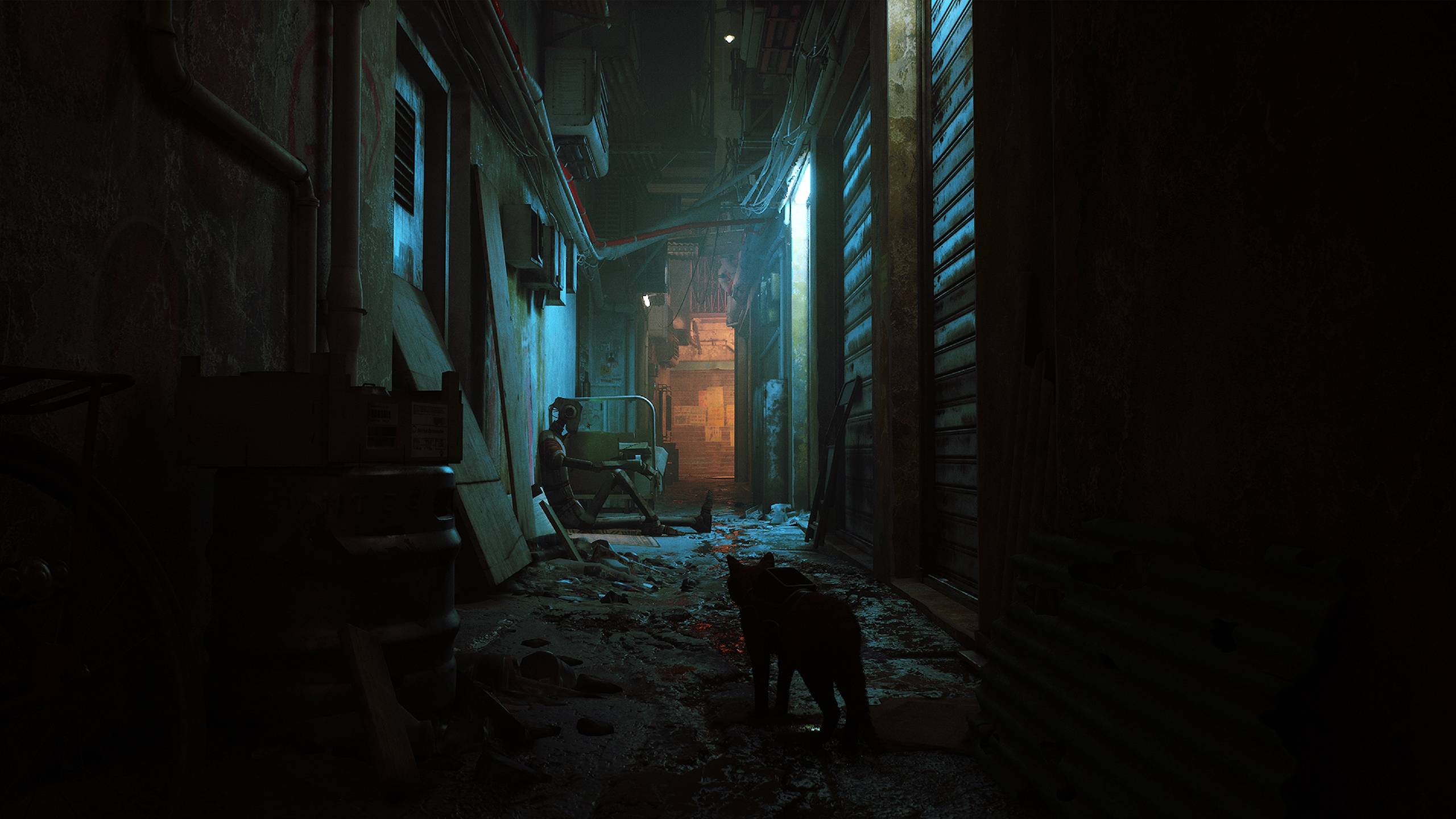 2560x1440 Stray Alley 2560x1440. Cat With Monocle