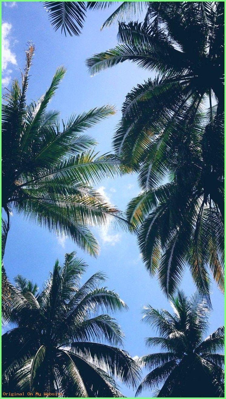 746x1317 Palm Trees iPhone Xs Max Wallpaper & Background Download