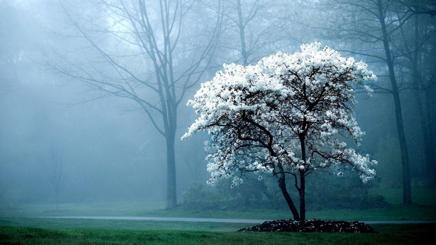 1440x810 Cool Desktop Background That Move Live Wallpaper HD