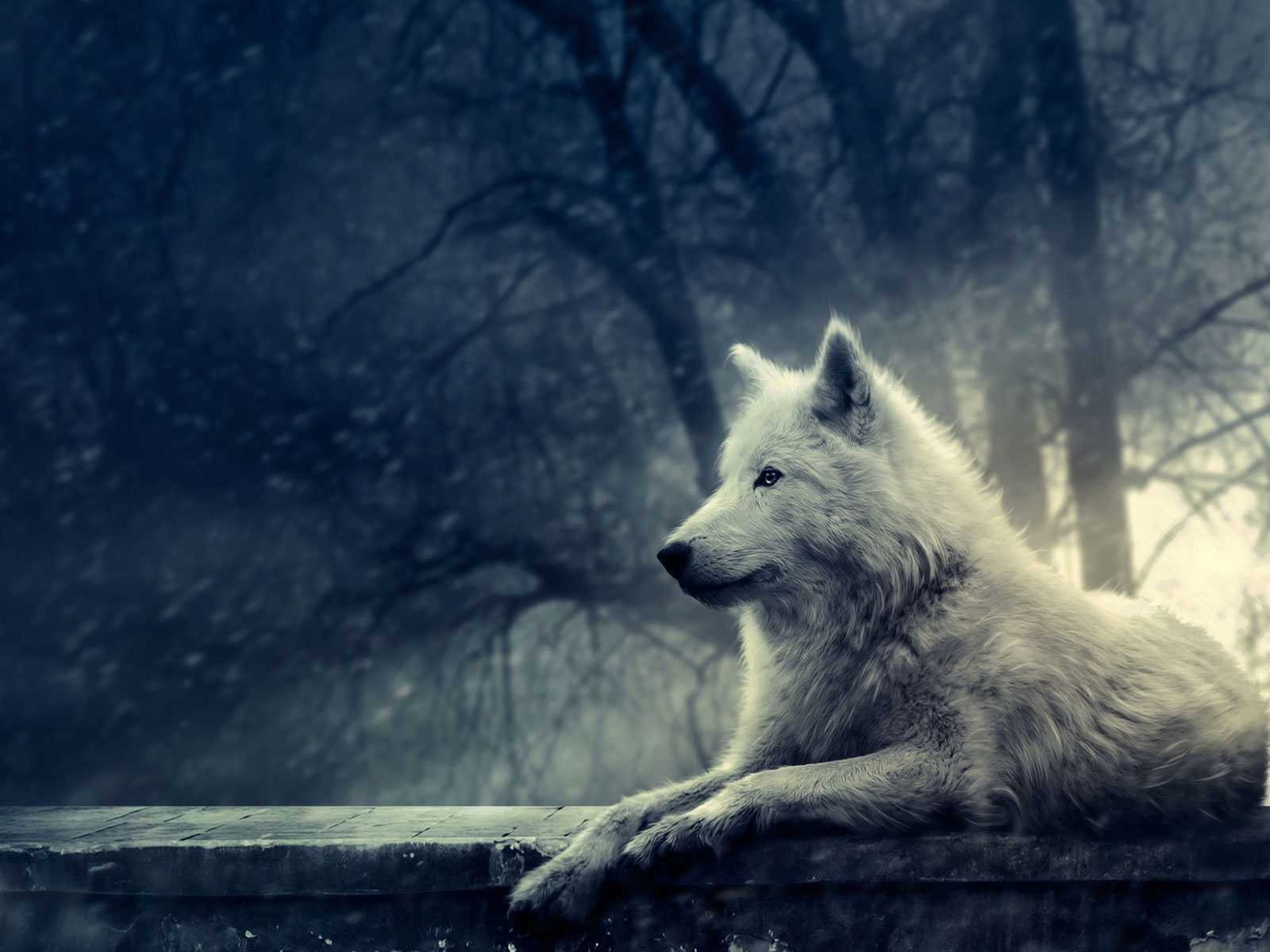 1600x1200 Cool Anime Wolf Wallpaper