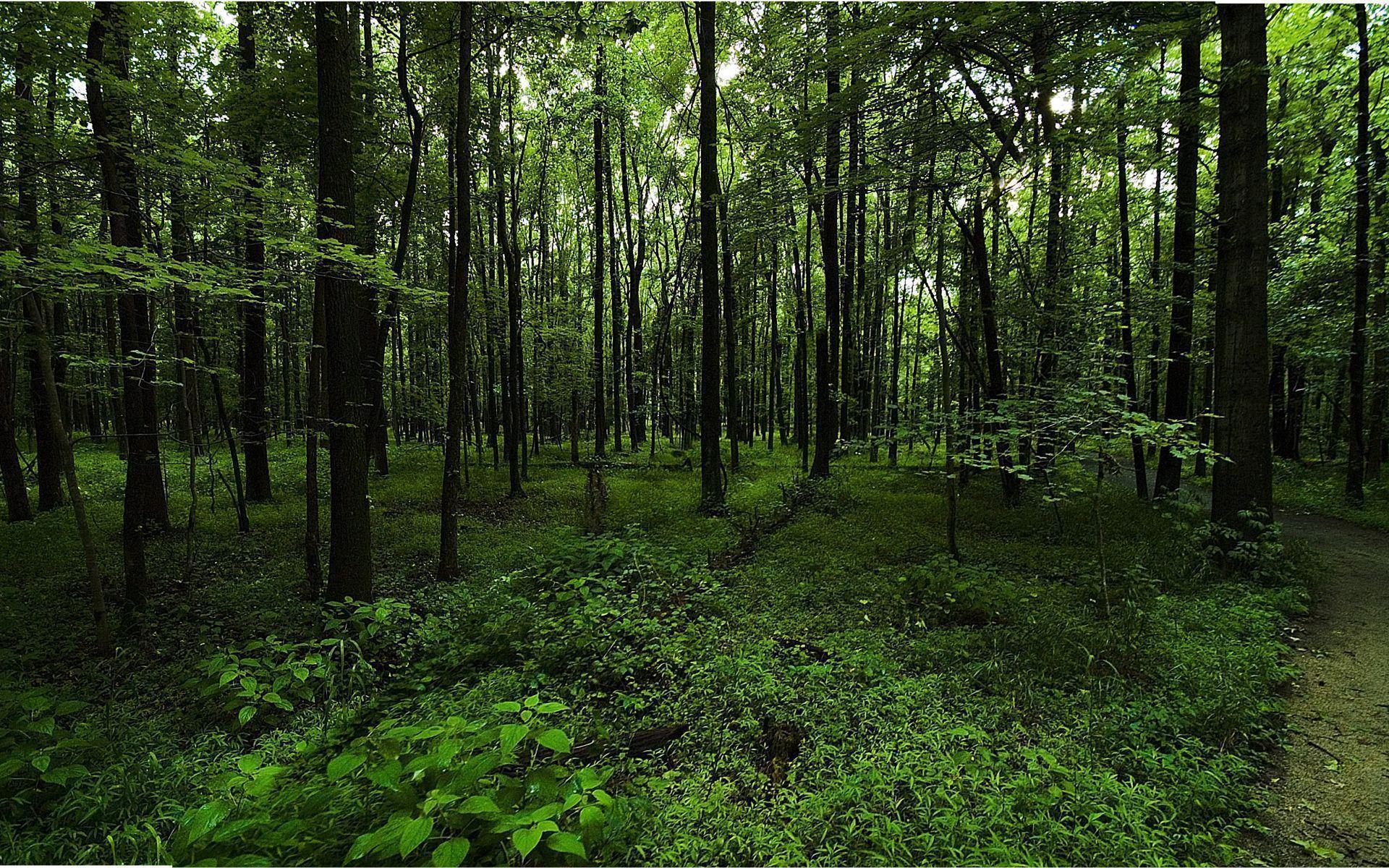 Dark Green Forest Wallpapers - Top Free Dark Green Forest Backgrounds - WallpaperAccess