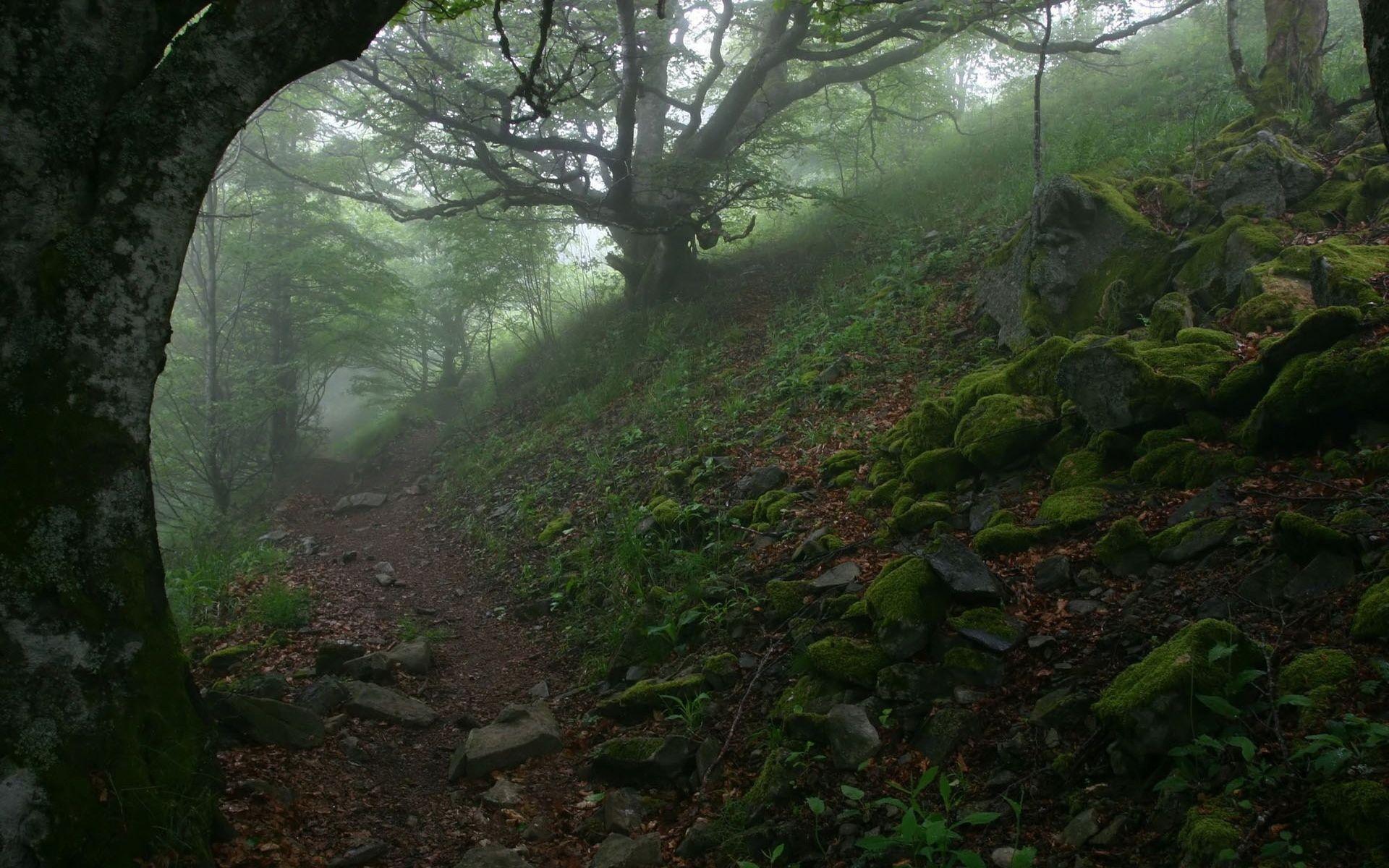1920x1200 Green Forest wallpaper. Green Forest