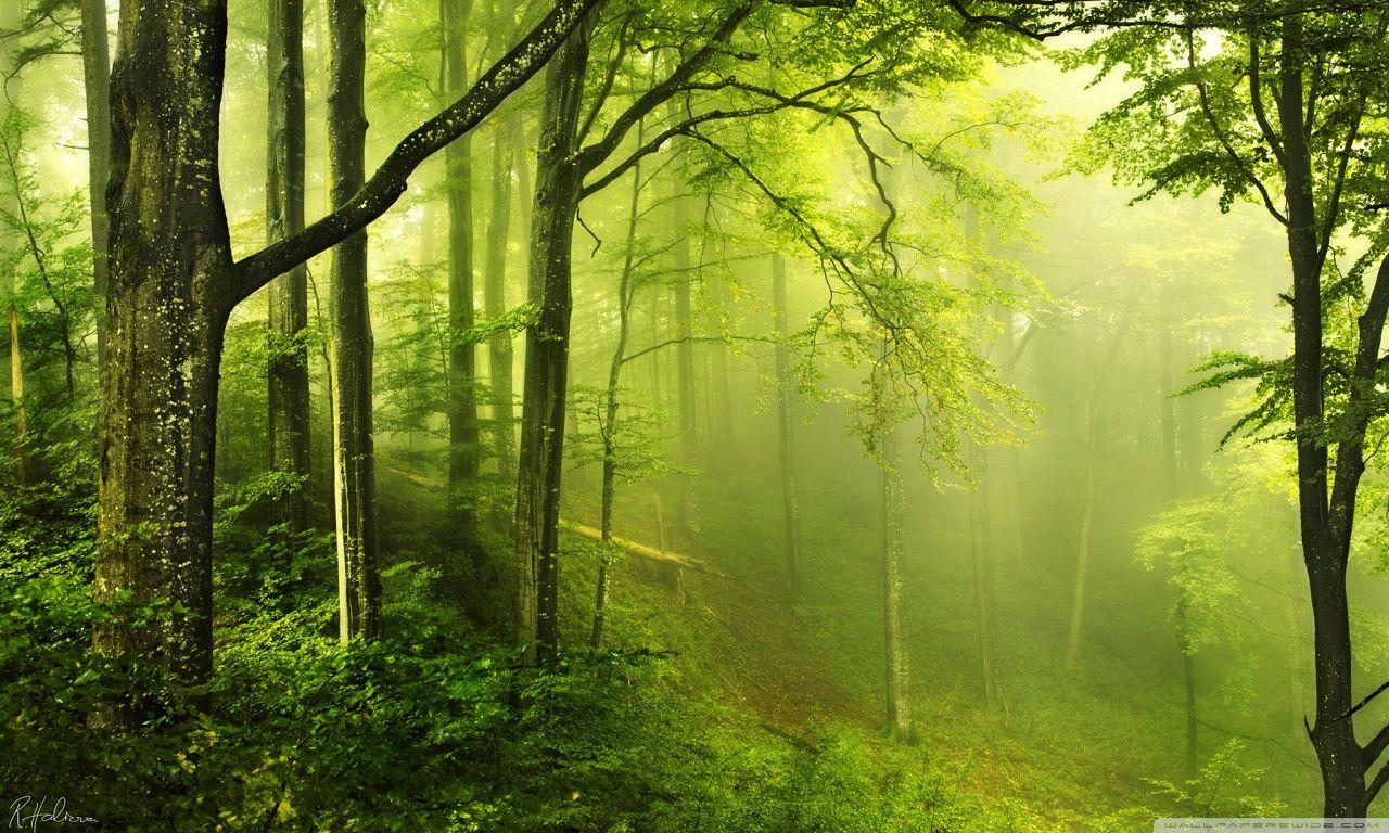 1280x768 Beautiful Green Forest Ultra HD Desktop Background Wallpaper for 4K UHD TV : Tablet