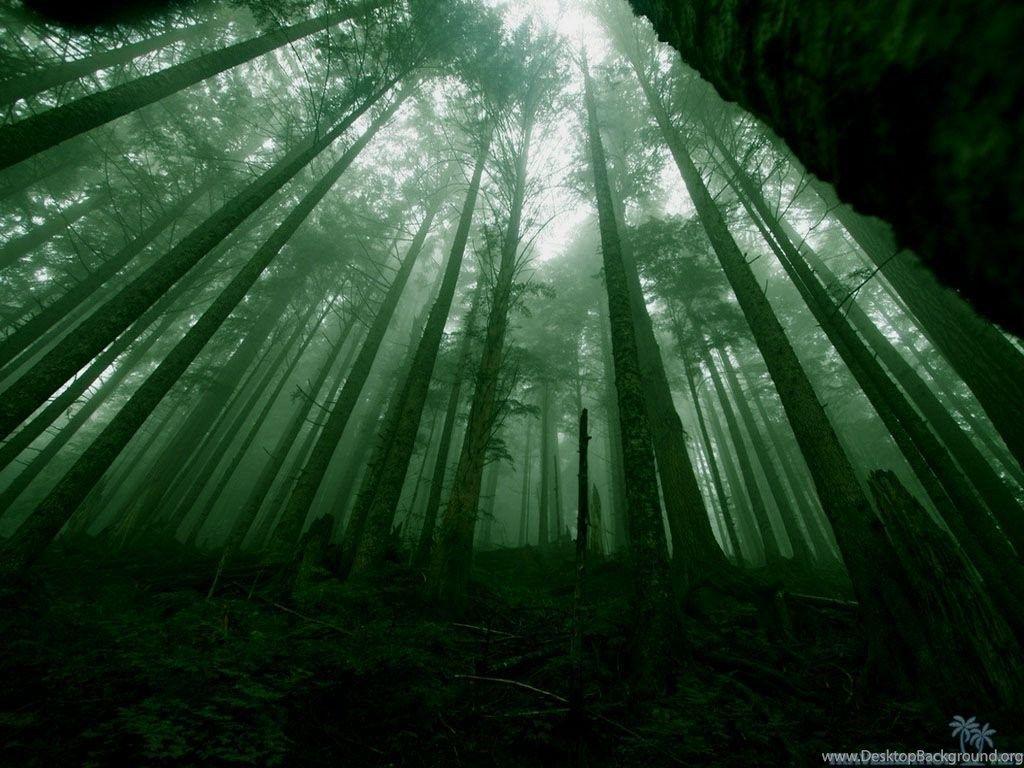 Dark Green Forest Wallpapers - Top Free Dark Green Forest Backgrounds