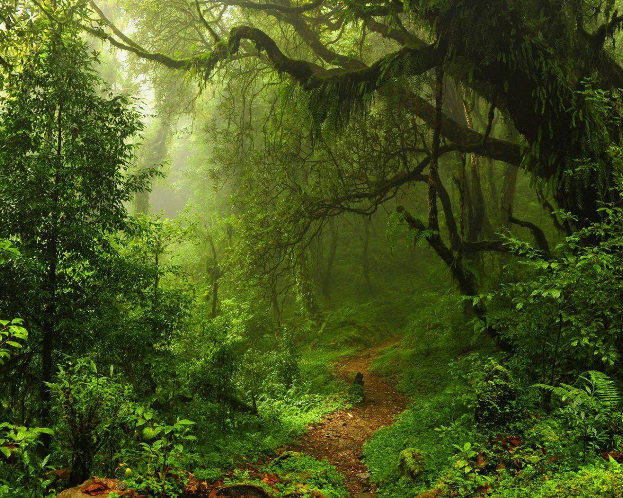 1280x1024 Free download Dark Green Forest Wallpaper wallpaperwallpaperfree wallpaper [1920x1080] for your Desktop, Mobile & Tablet. Explore Forest Green Wallpaper. Forest Wallpaper Hd, Beautiful Forest Wallpaper, Forest Path Wallpaper