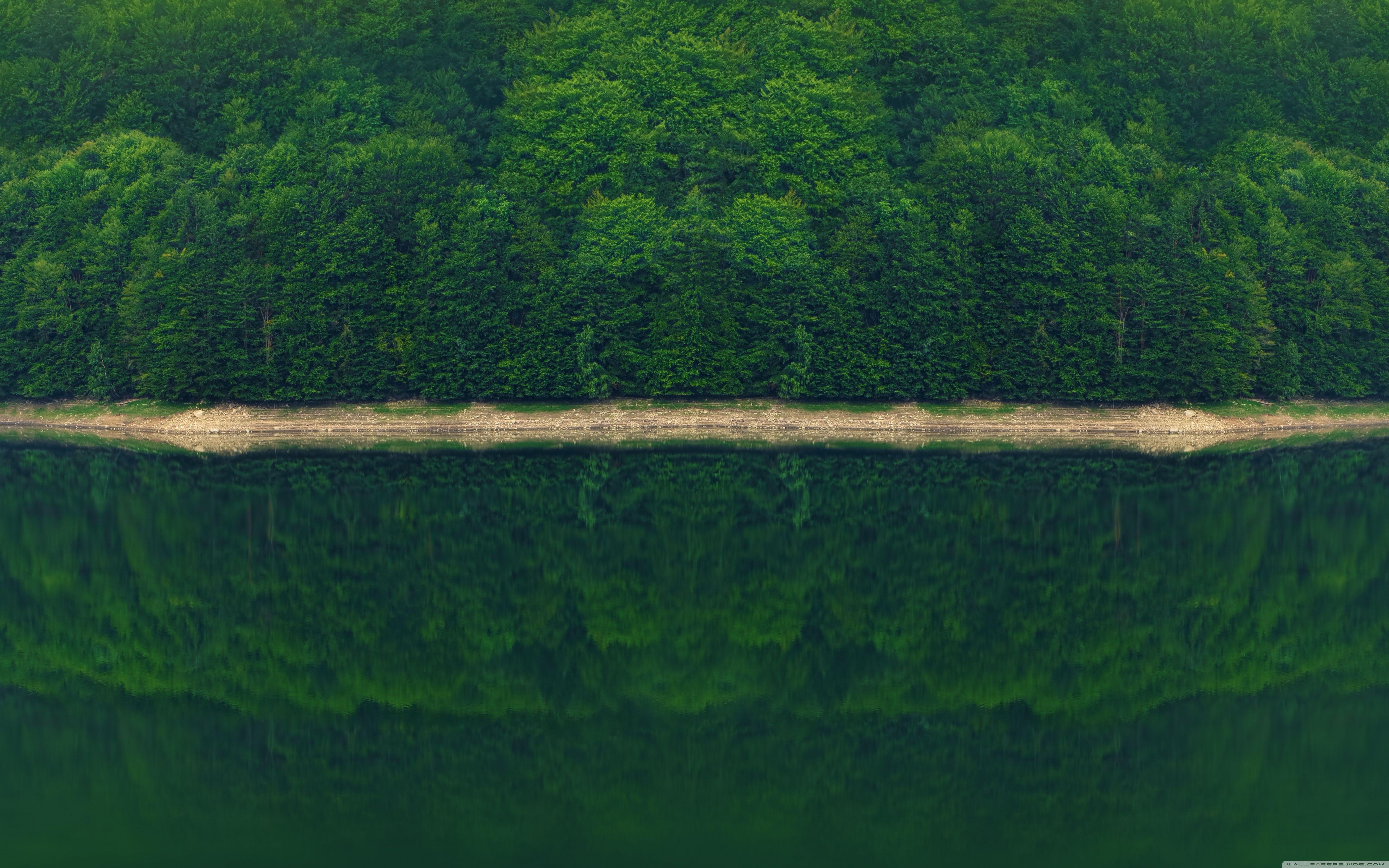 5120x3200 Dark Green Forest by the River Ultra HD Desktop Background Wallpaper for 4K UHD TV : Widescreen & UltraWide Desktop & Laptop : Tablet