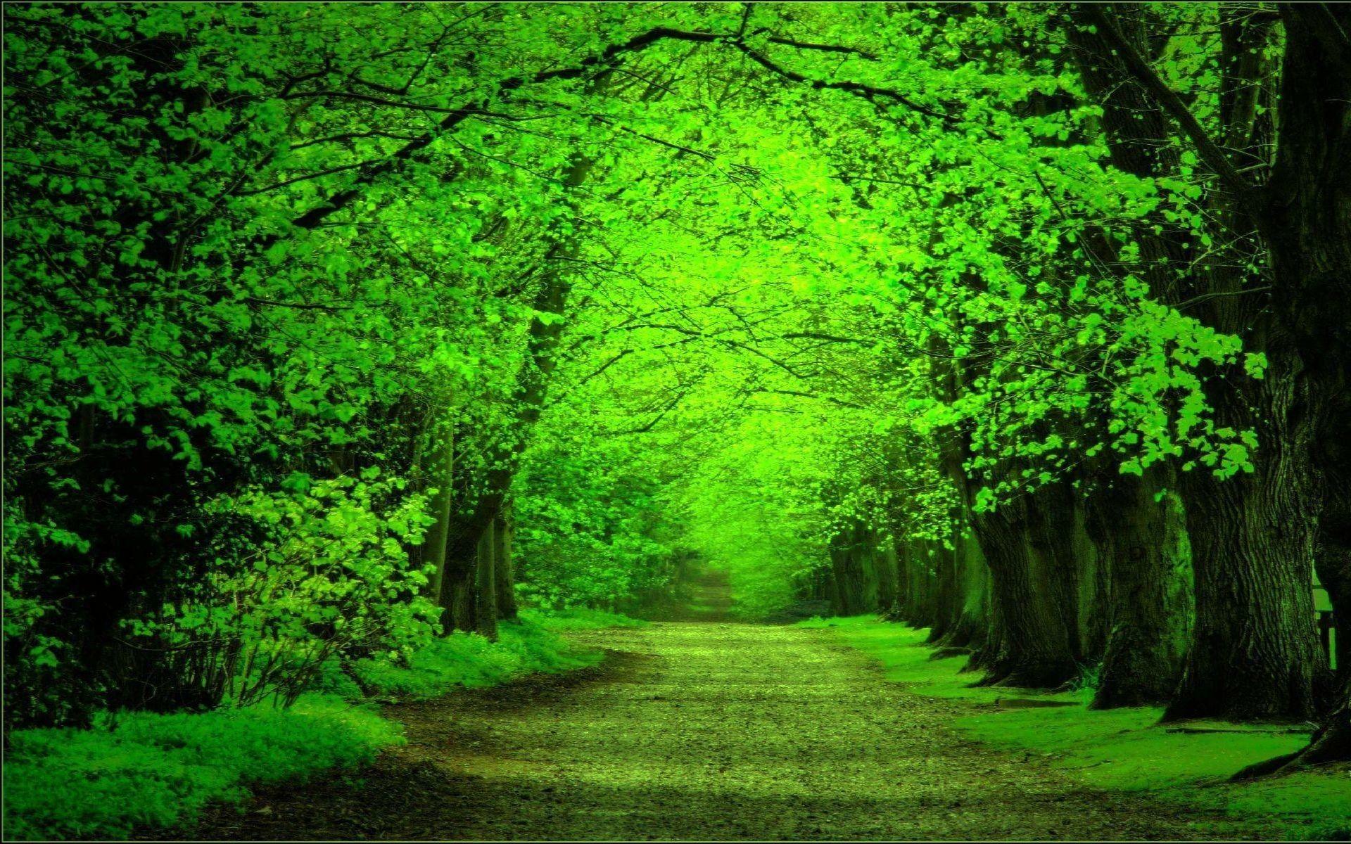 1920x1200 Forestwallpaper Src Green Forest Background Phone Forest Background HD Wallpaper