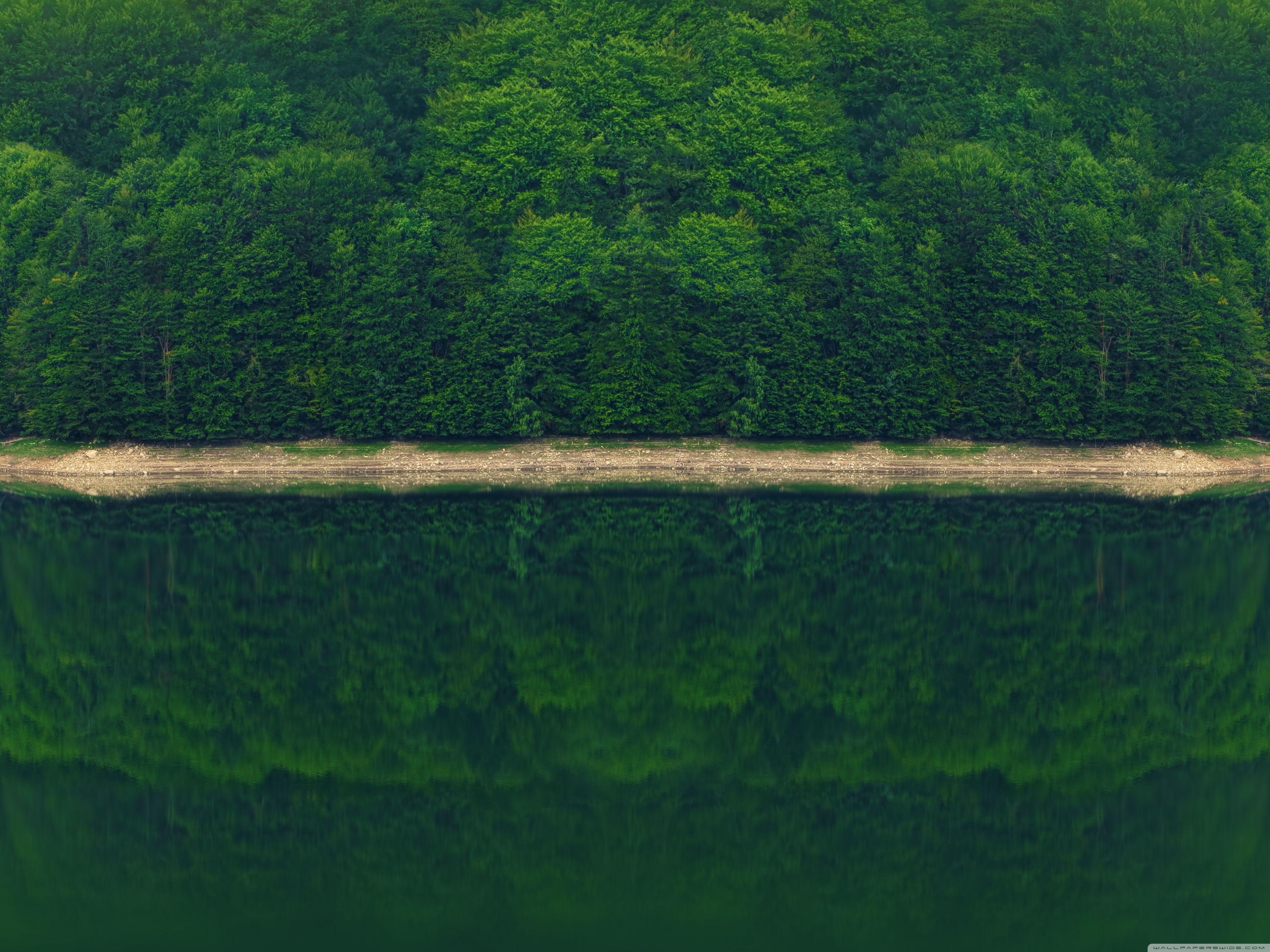 4096x3072 Dark Green Forest by the River Ultra HD Desktop Background Wallpaper for 4K UHD TV : Widescreen & UltraWide Desktop & Laptop : Tablet