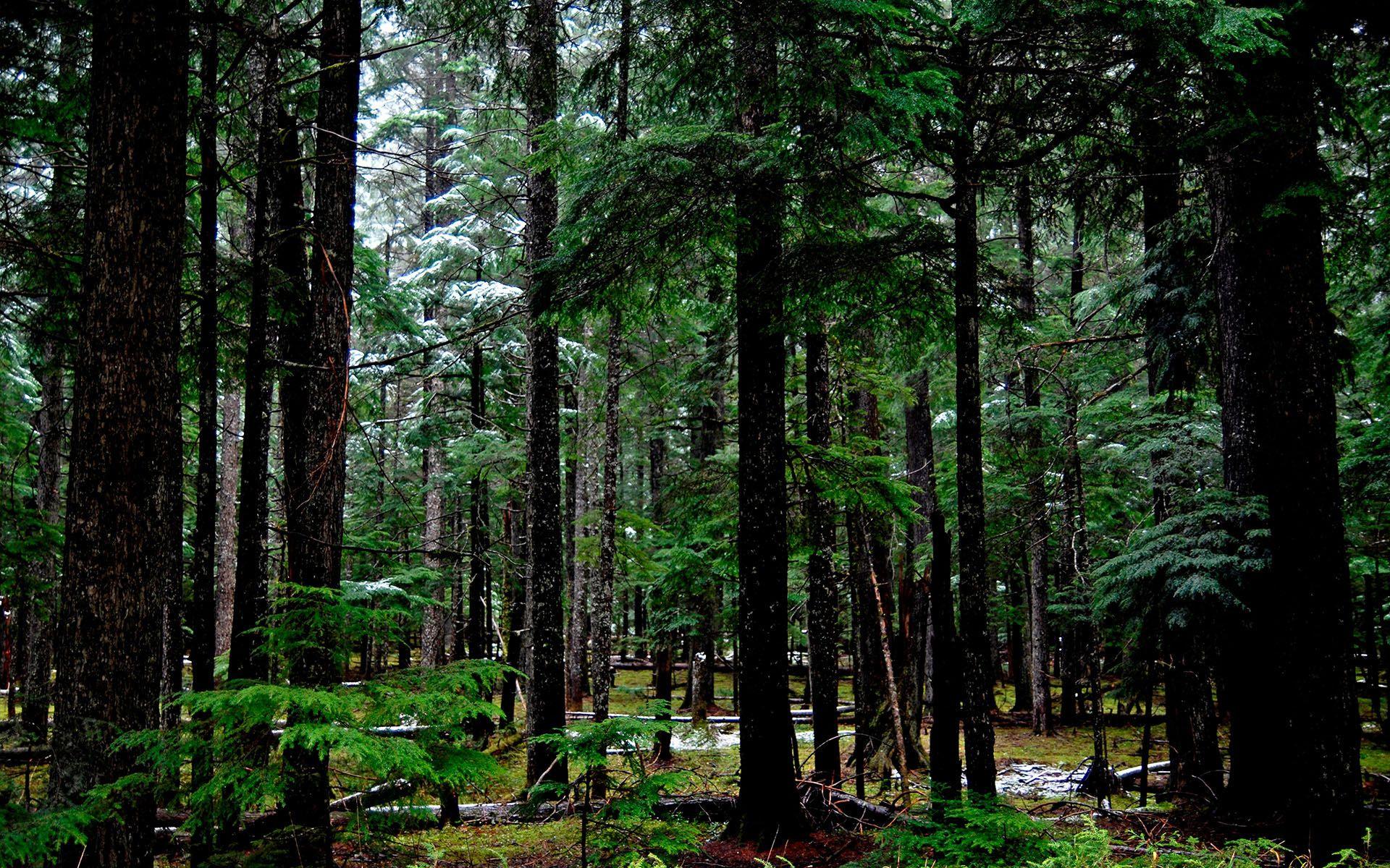 1920x1200 forest dark green Desktop Wallpaperk HD