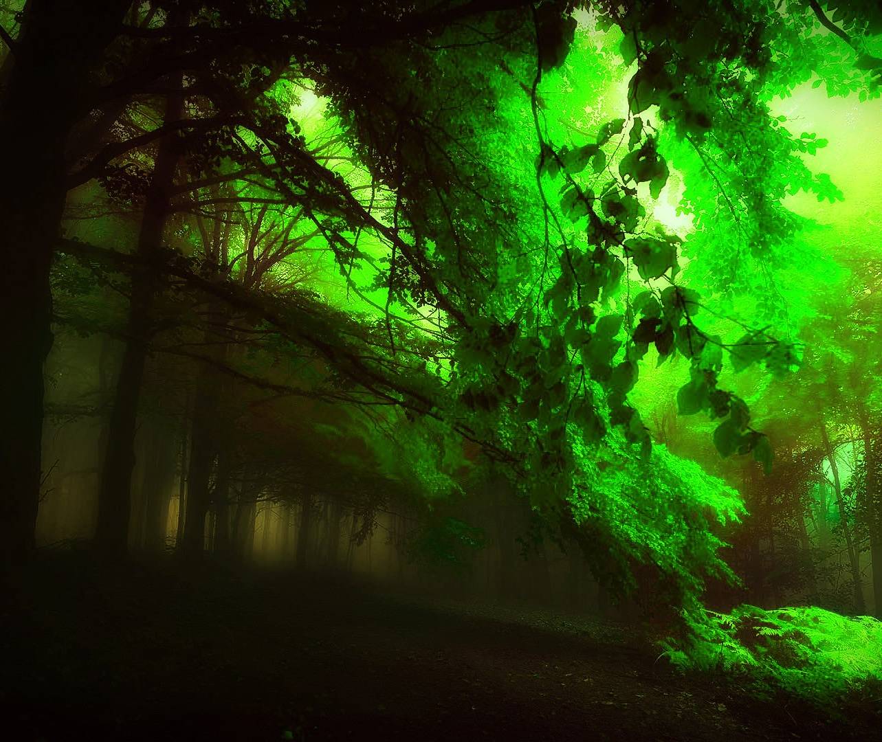 Albums 97+ Images dark green forest wallpaper 4k Completed