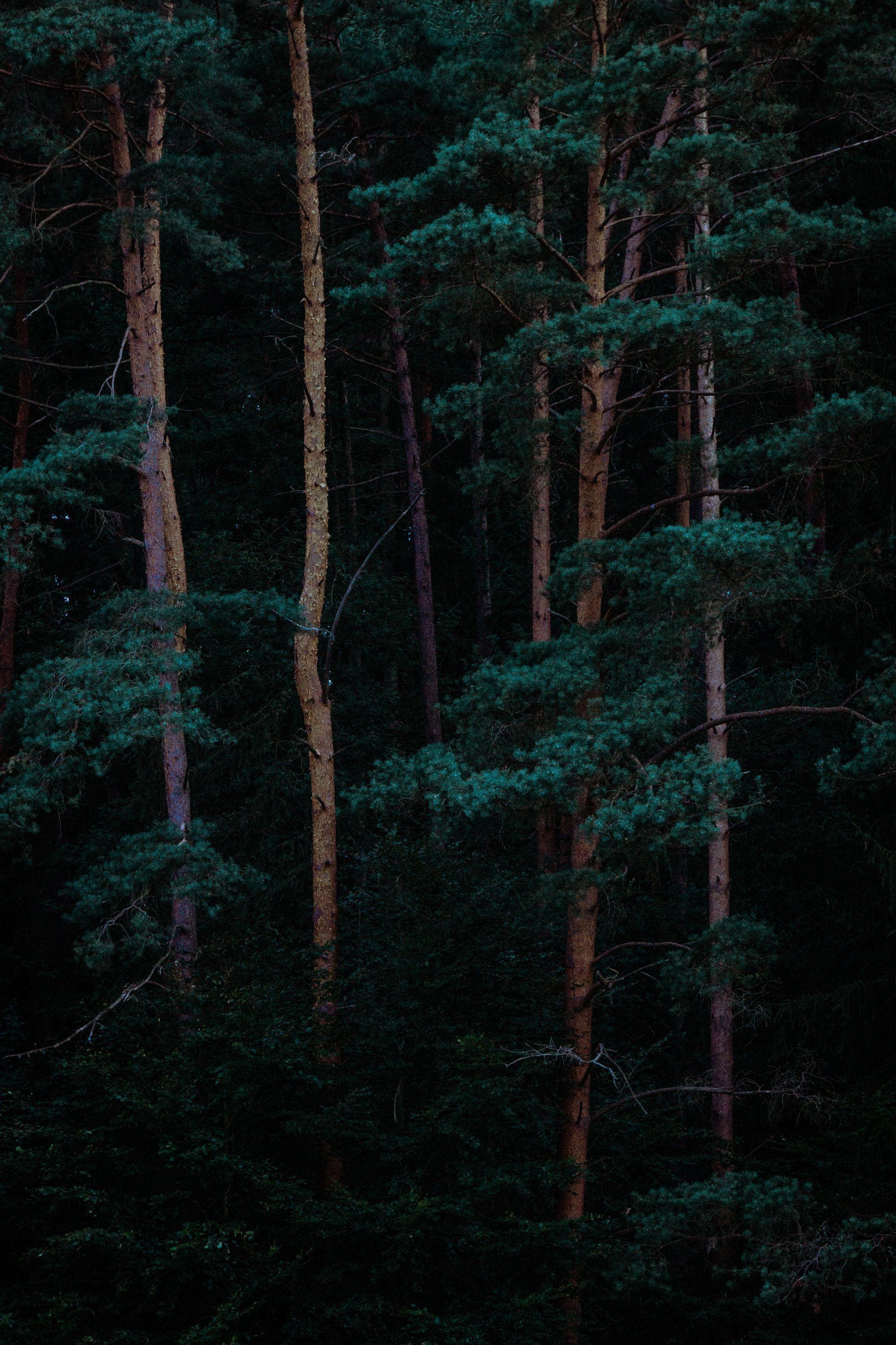 Dark Green Forest Wallpapers Top Free Dark Green Forest Backgrounds