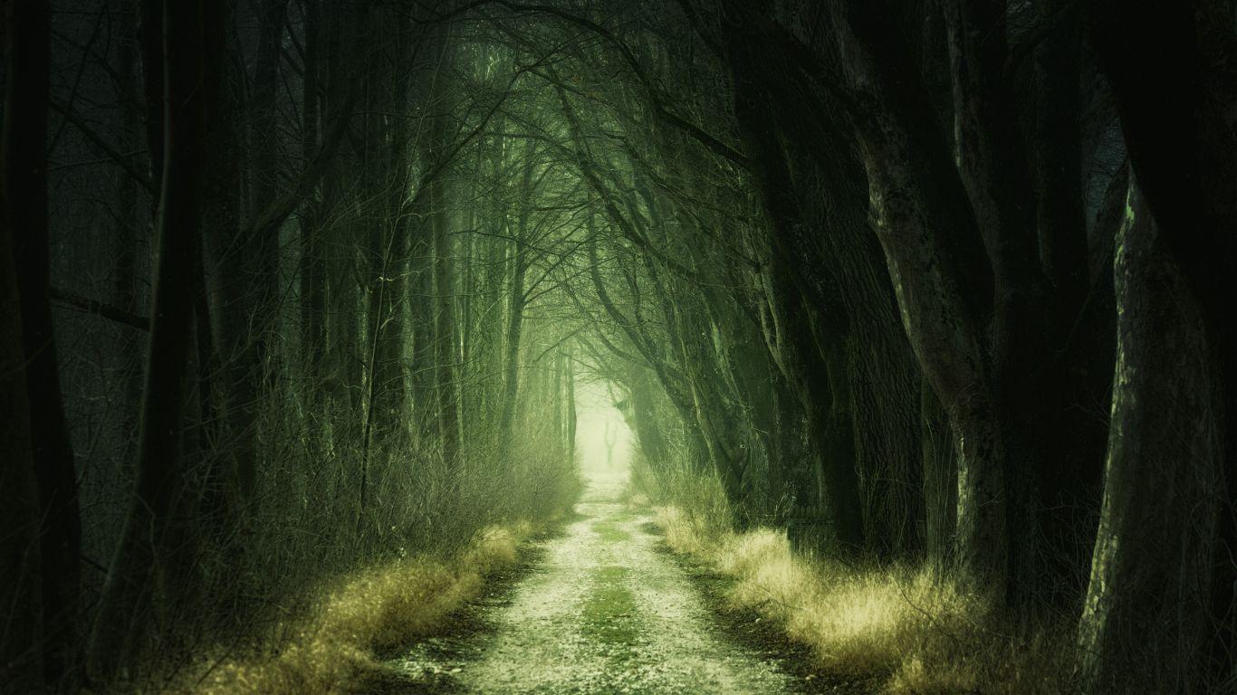 1366x768 Download 1366x768 wallpaper dirt road, dark, forest, nature, tablet, laptop, 1366x768 HD image, background, 5784