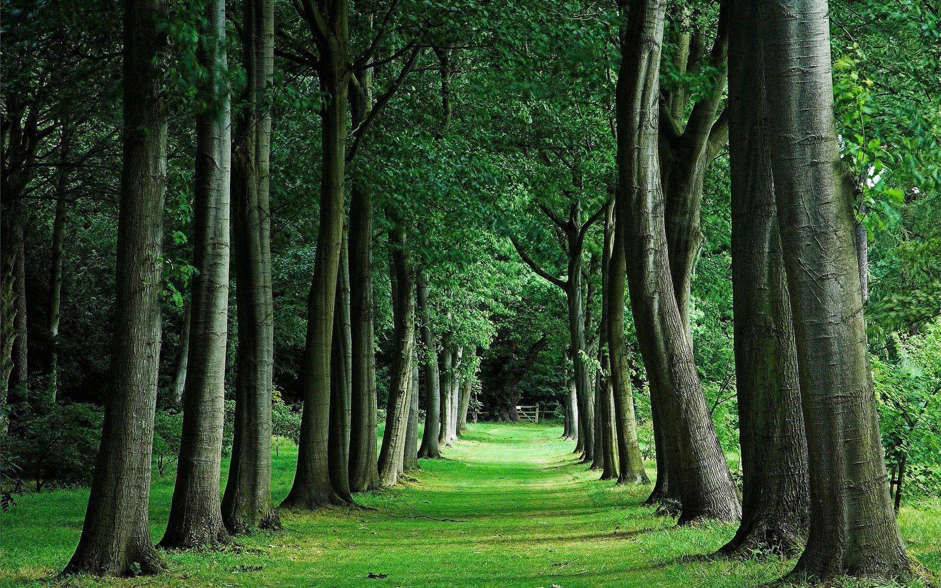 1920x1200 Green Forest Trees Wallpaper