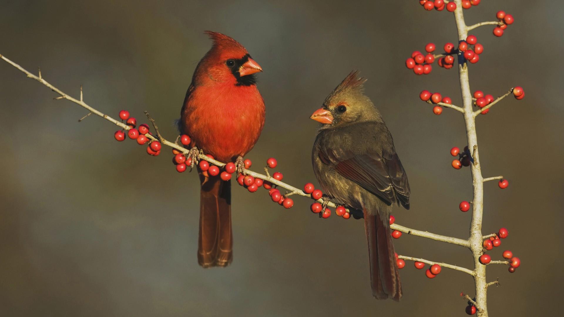 1920x1080 Free Download 45 Cardinal 100% Quality HD Wallpaper In Winter Background