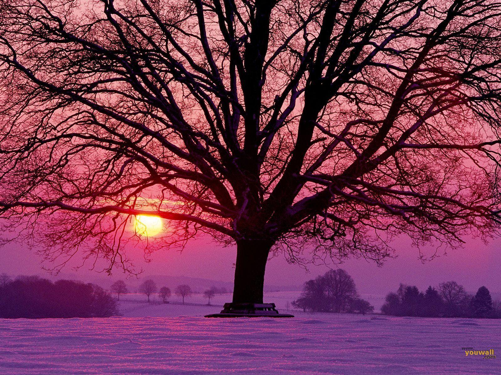 1600x1200 YouWall Sunset Wallpaper, wallpaper, free