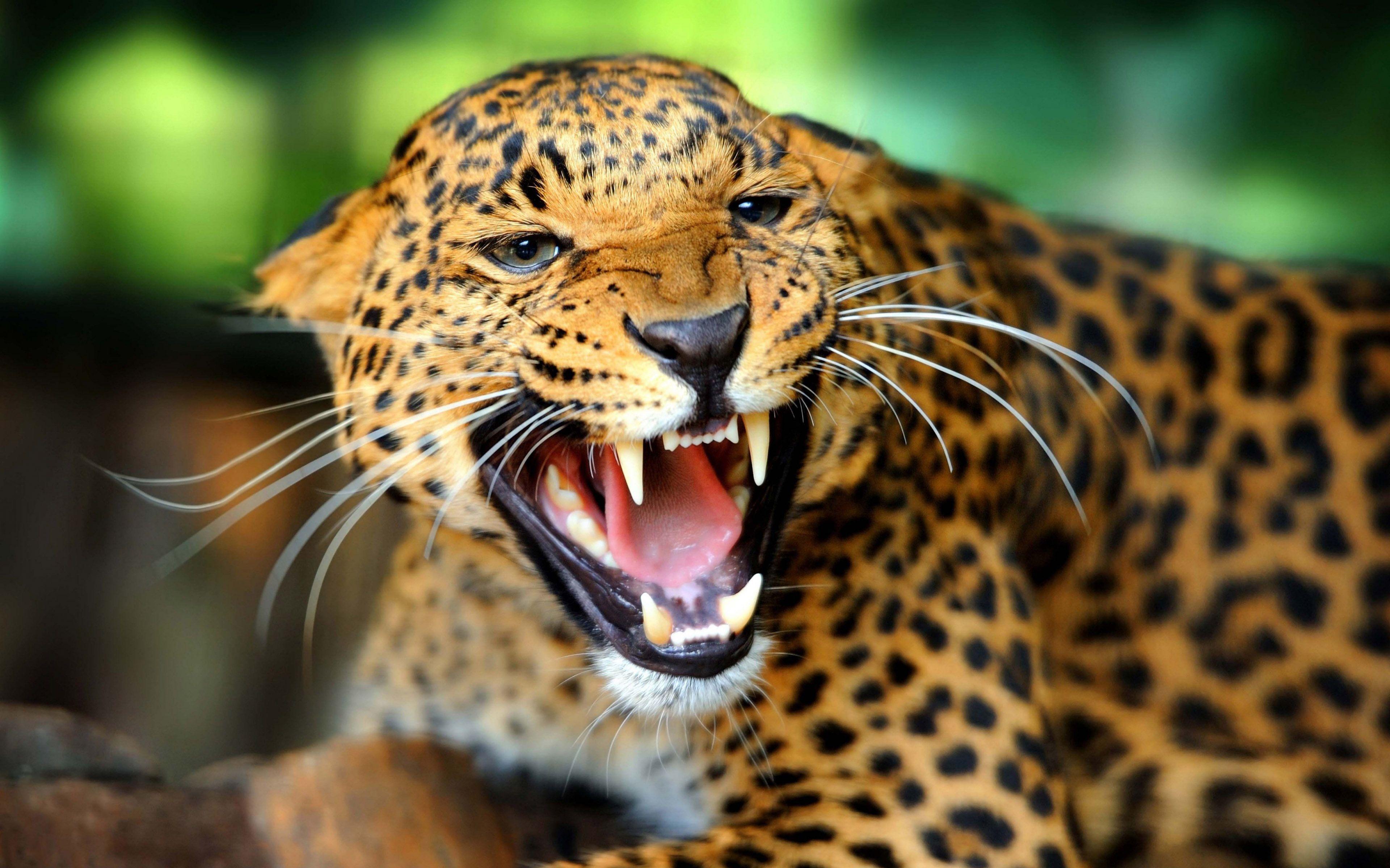 3840x2400 3D Cheetah Wallpaper