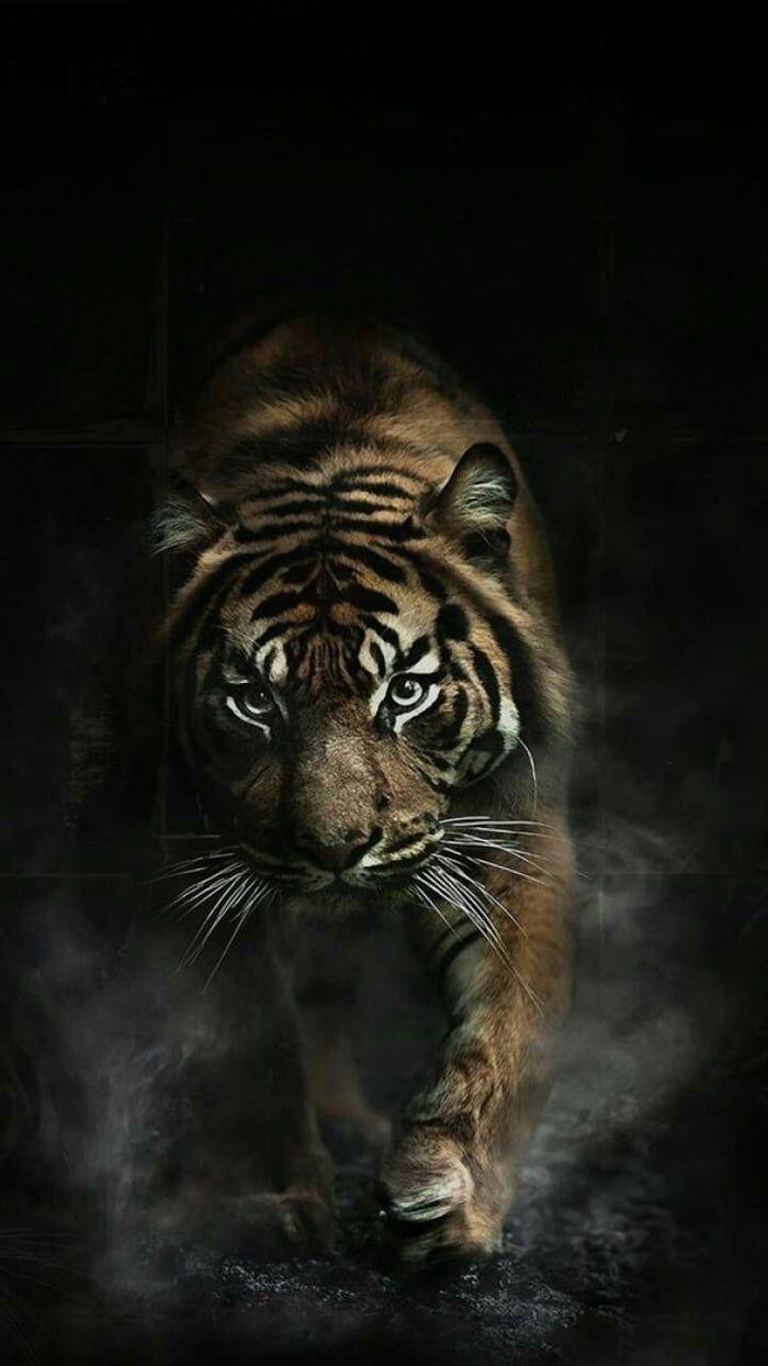 700x1244 I love this animal and is a good wallpaper. Wild animal wallpaper, Tiger wallpaper, Tiger wallpaper iphone
