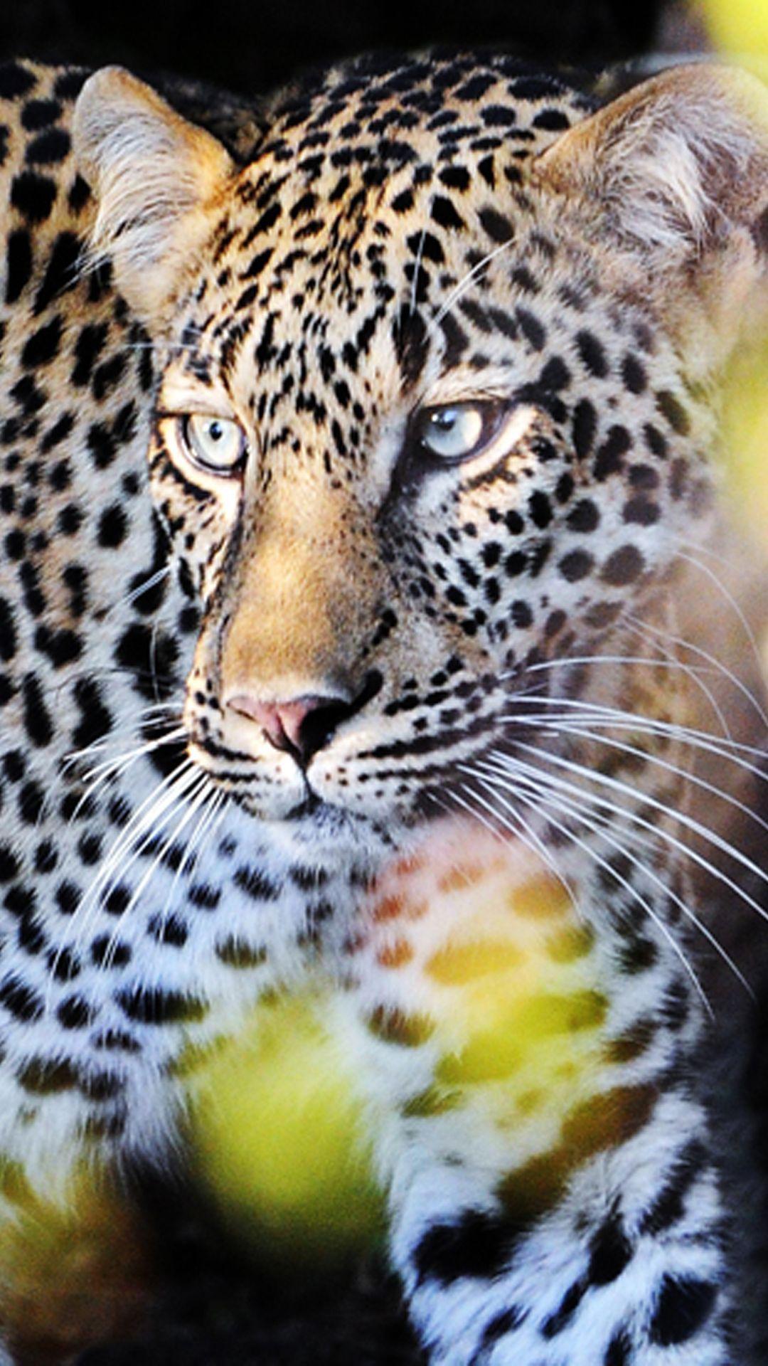 1080x1920 Animal iPhone Background. Animals, Wildlife wallpaper, Leopard wallpaper
