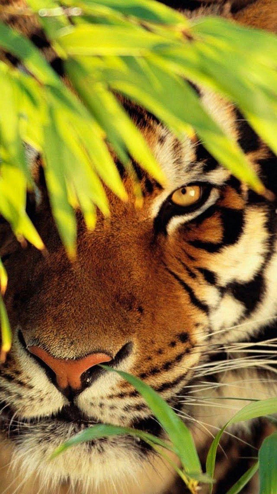 1080x1920 Animals Wallpaper wallpaper iphone 7 1080 1920 full HD Wallpaper wallpaper iphone 7 1080. Animal wallpaper, iPhone wallpaper cat, Animal photography