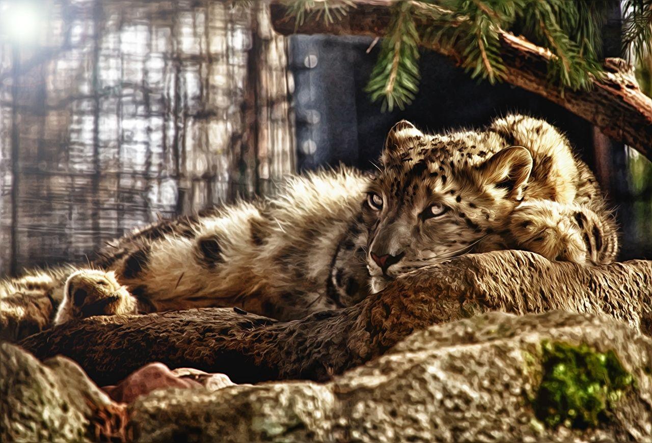 1280x871 image Big cats Snow leopards 3D Graphics animal