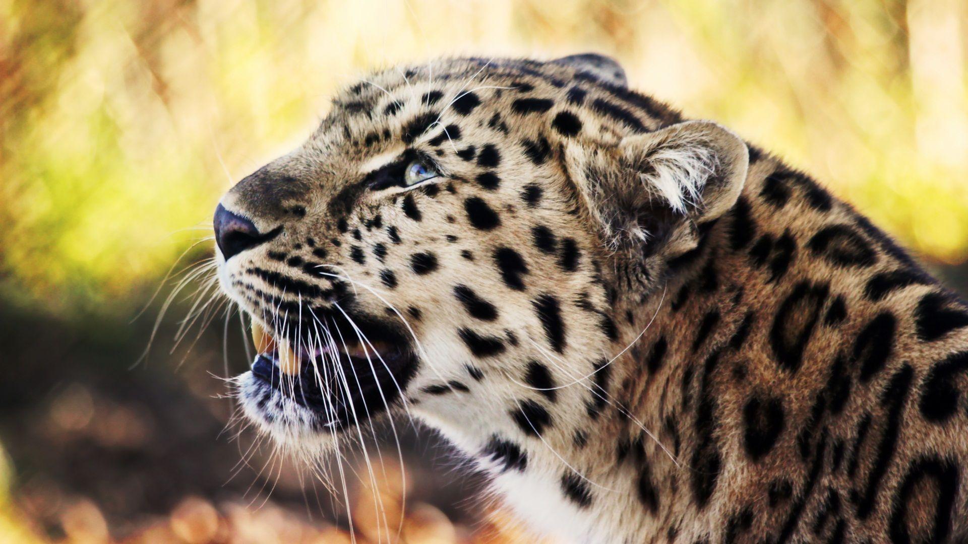 1920x1080 Leopard Art Wallpaper 3D Animal