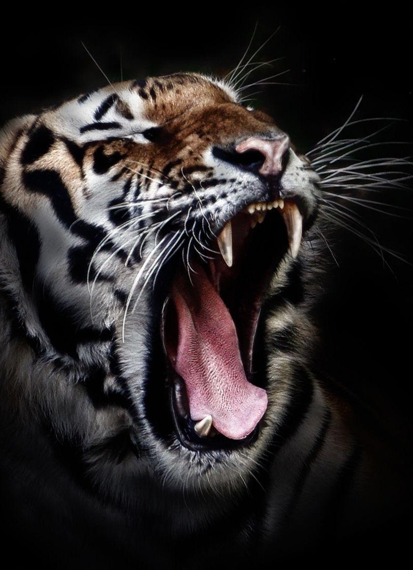 840x1160 Cool Animal iPhone Wallpaper