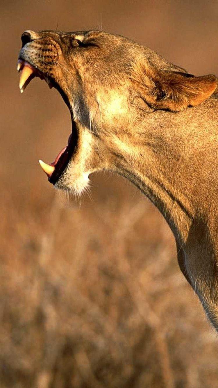 750x1334 Animal Wallpaper For iPhone