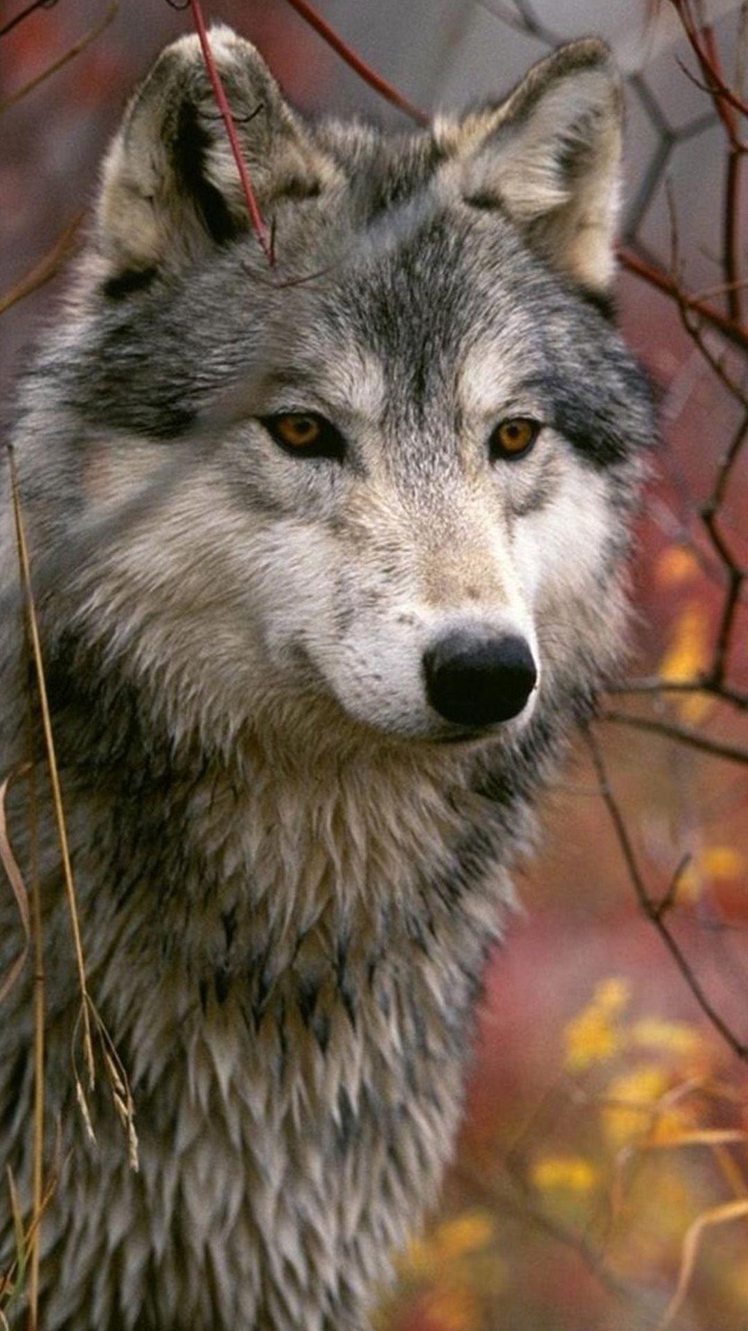 1080x1920 iPhone Animal Full HD Wallpaper