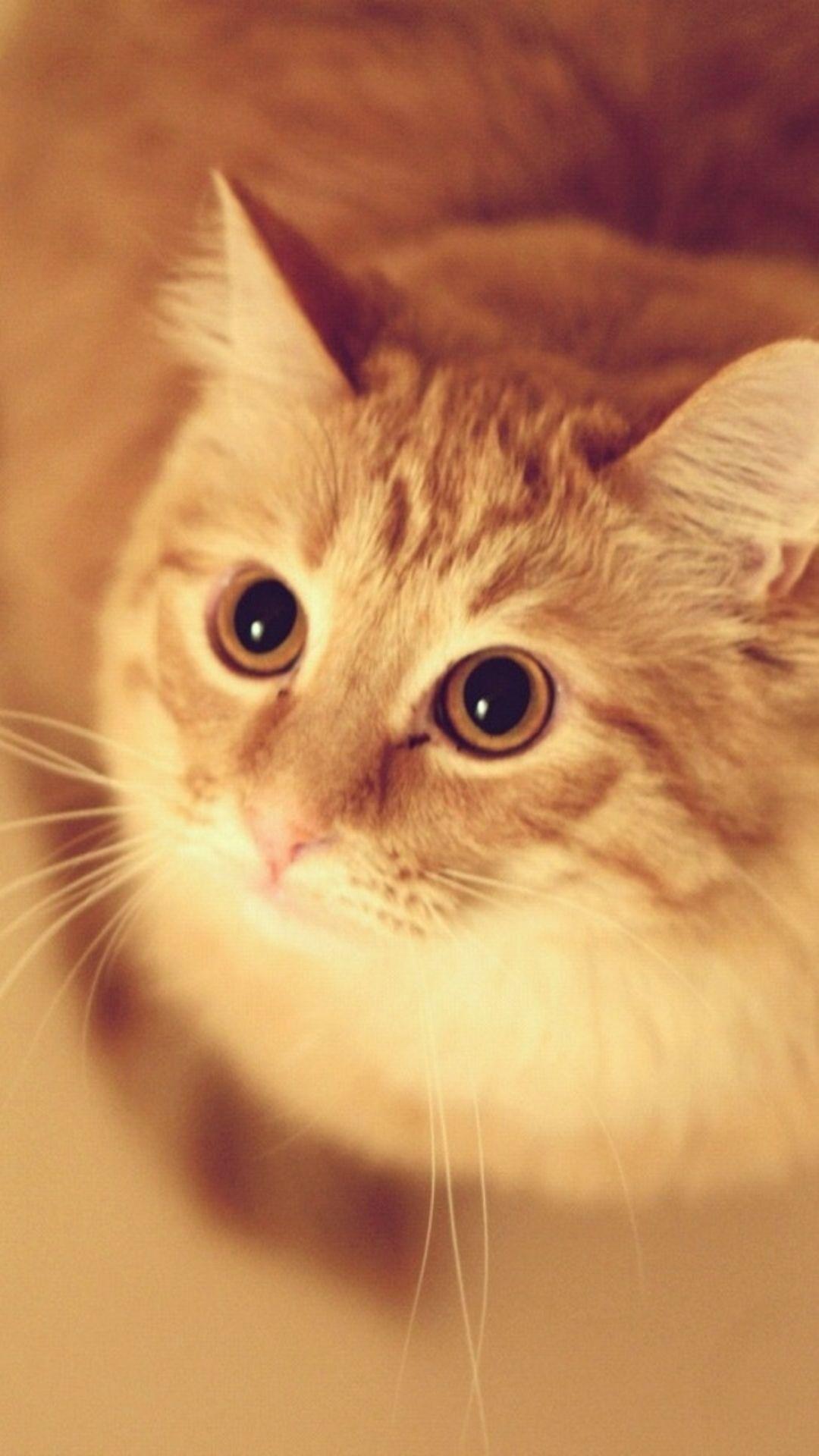 1080x1920 AMAZING ANIMAL IPHONE WALLPAPER FREE TO DOWNLOAD
