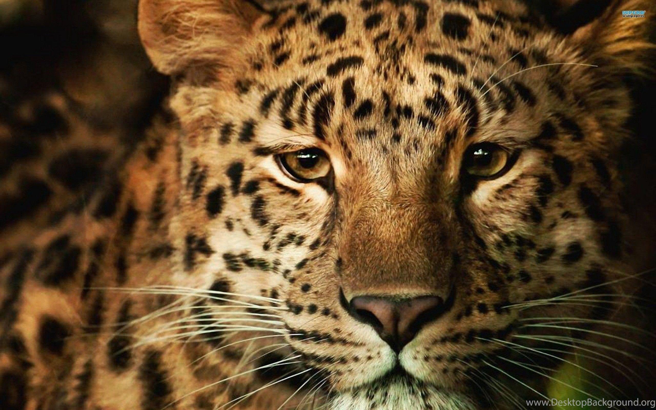 2560x1600 Leopard Art Wallpaper 3D Animal Desktop Background