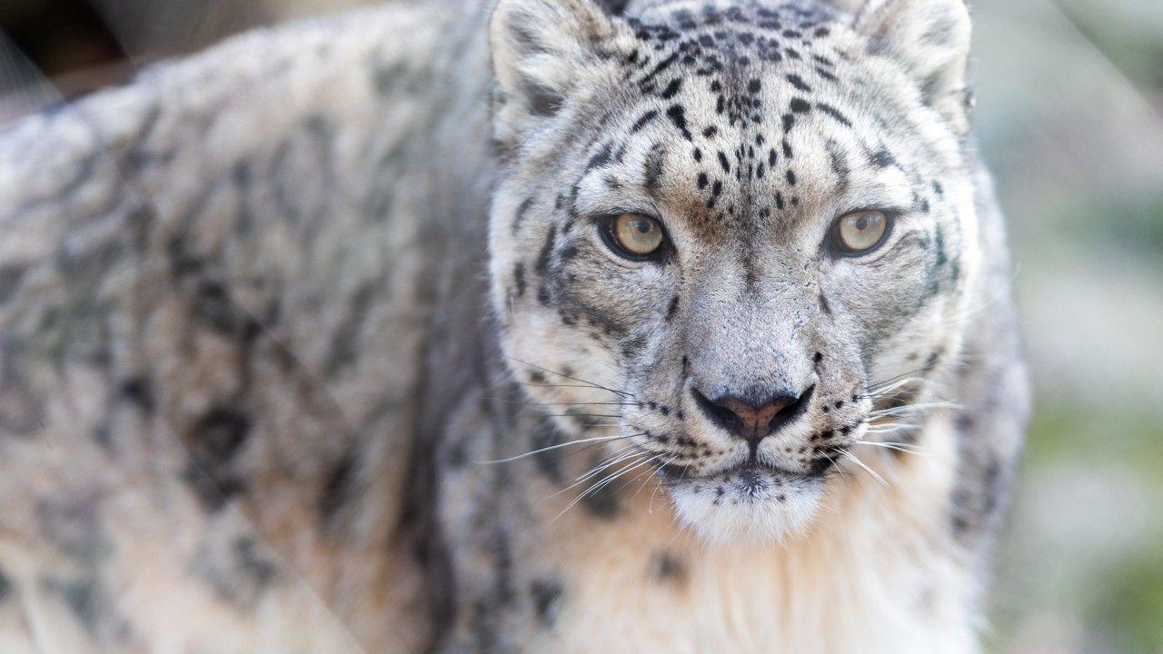 1280x720 Snow leopard K Wallpaper 3D Models. Free
