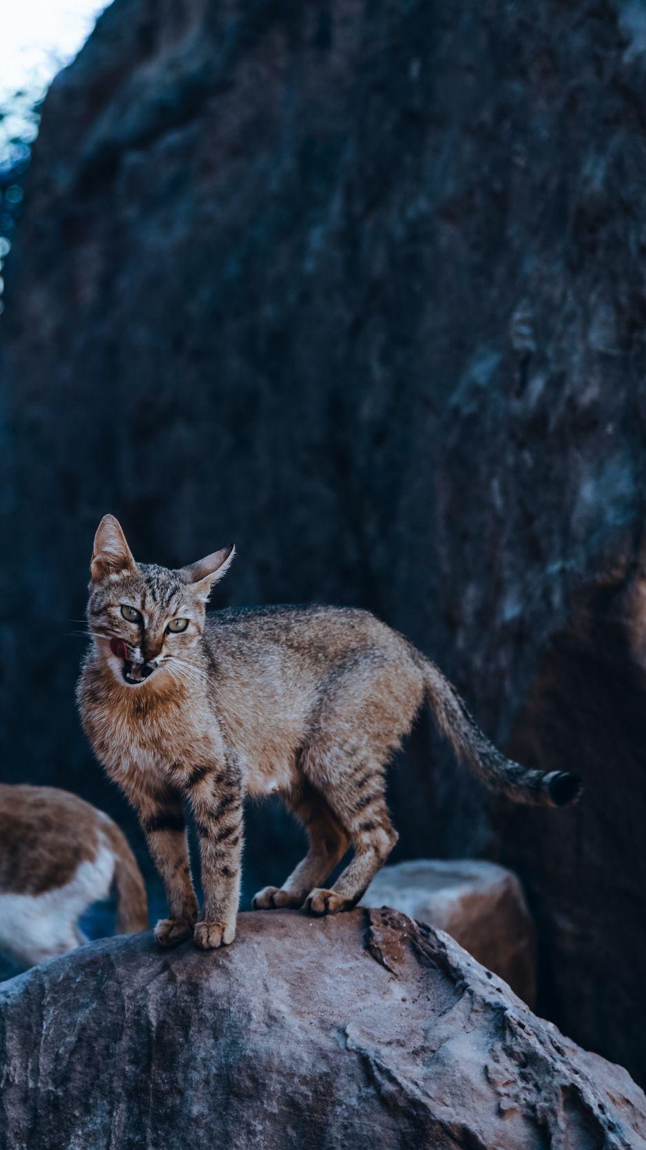 938x1668 Download Wallpaper 938x1668 Cat, Tongue Protruding, Funny, Wild, Animal Iphone 8 7 6s 6 For Parallax HD Background